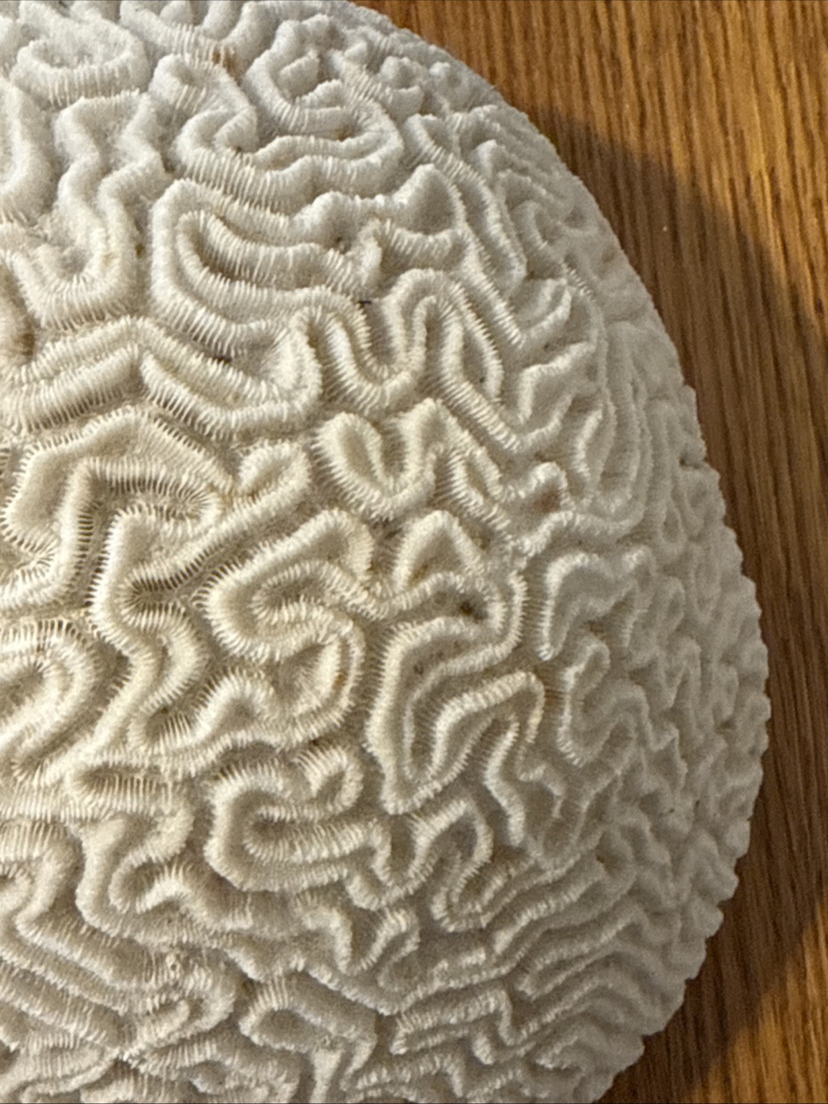 Large Natural Brain Coral Vintage Salt Water Fossil Heavy 9.12 lbs, 9" wide