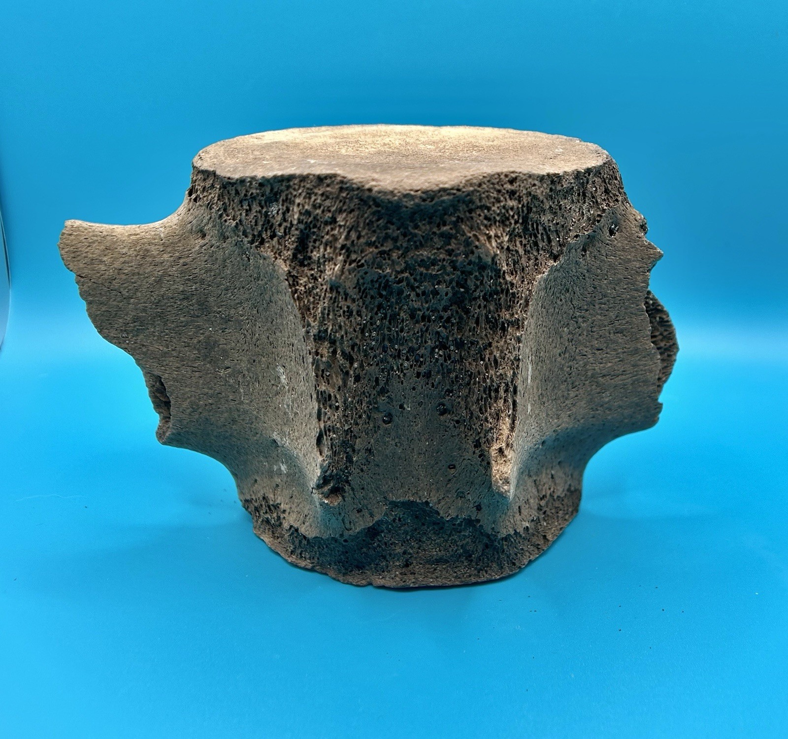 Fossil Cetacean Vertebra – Whale or Dolphin – Peace River, Florida