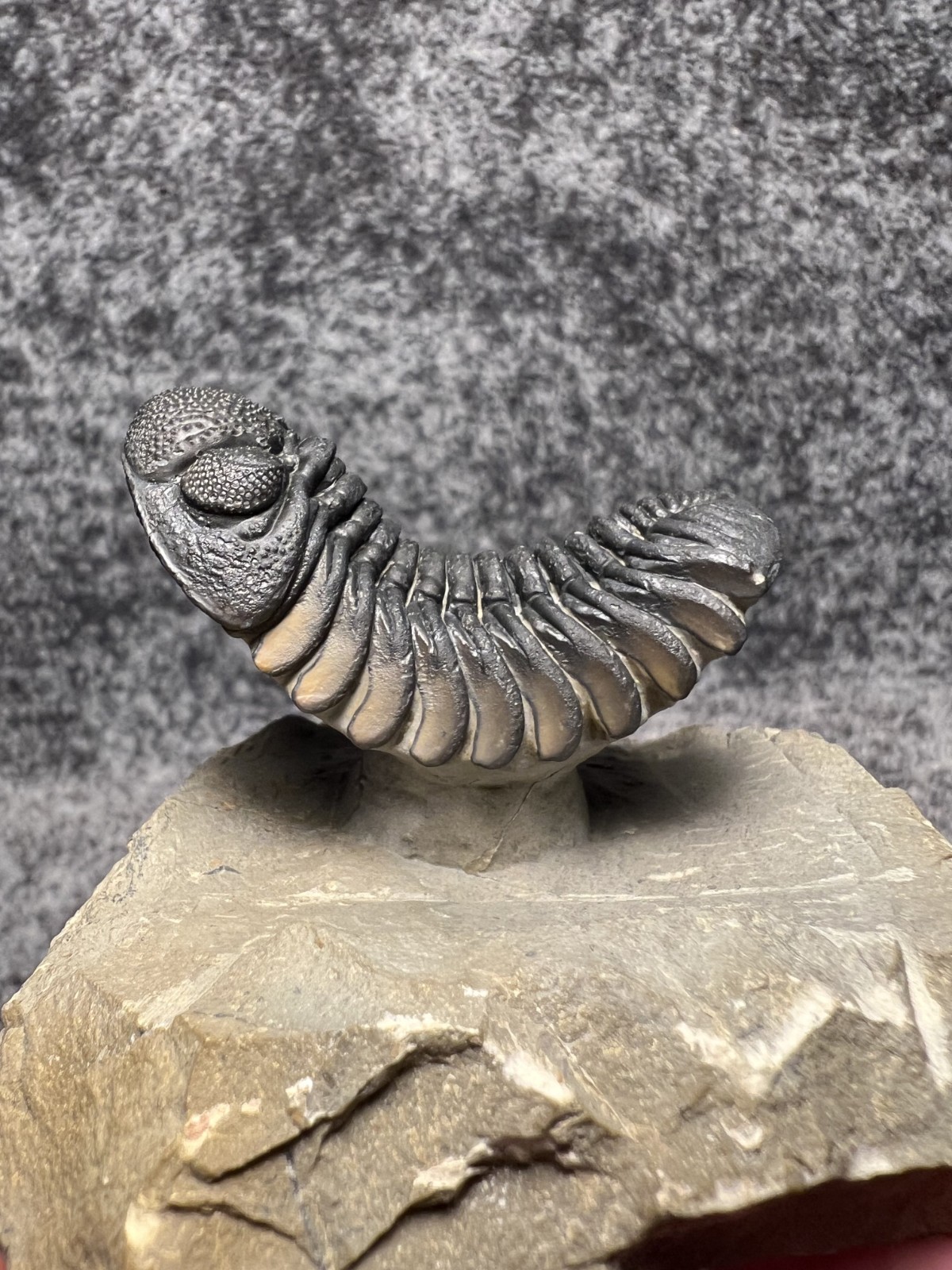 Exceptional Moroccops sp. Trilobite Fossil – Stunning Flying Preparation