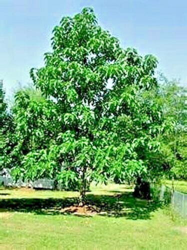 50 Royal Empress (Paulownia tomentosa) Seeds "FASTEST GROWING TREE in the WORLD"