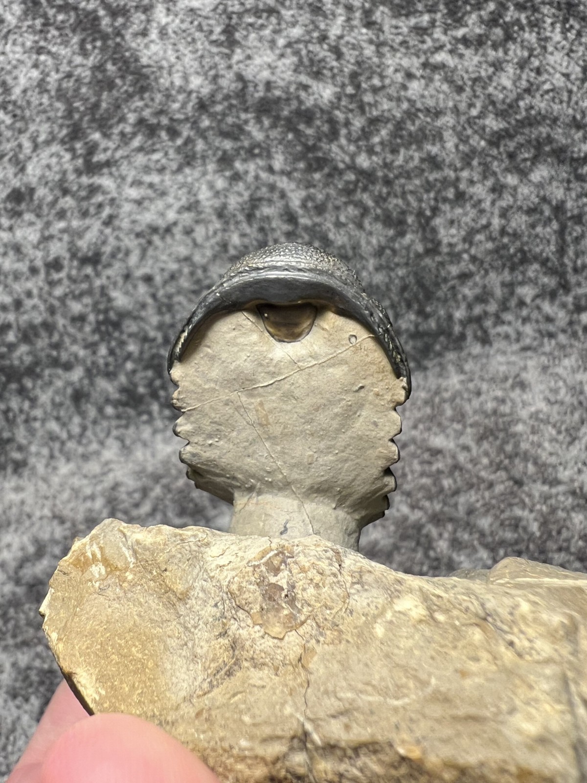 Exceptional Moroccops sp. Trilobite Fossil – Stunning Flying Preparation