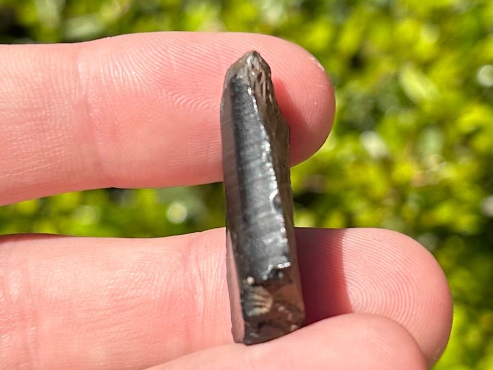 Fossil Giant Armadillo Tooth Holmesina Pleistocene Ice Age Mammal Florida