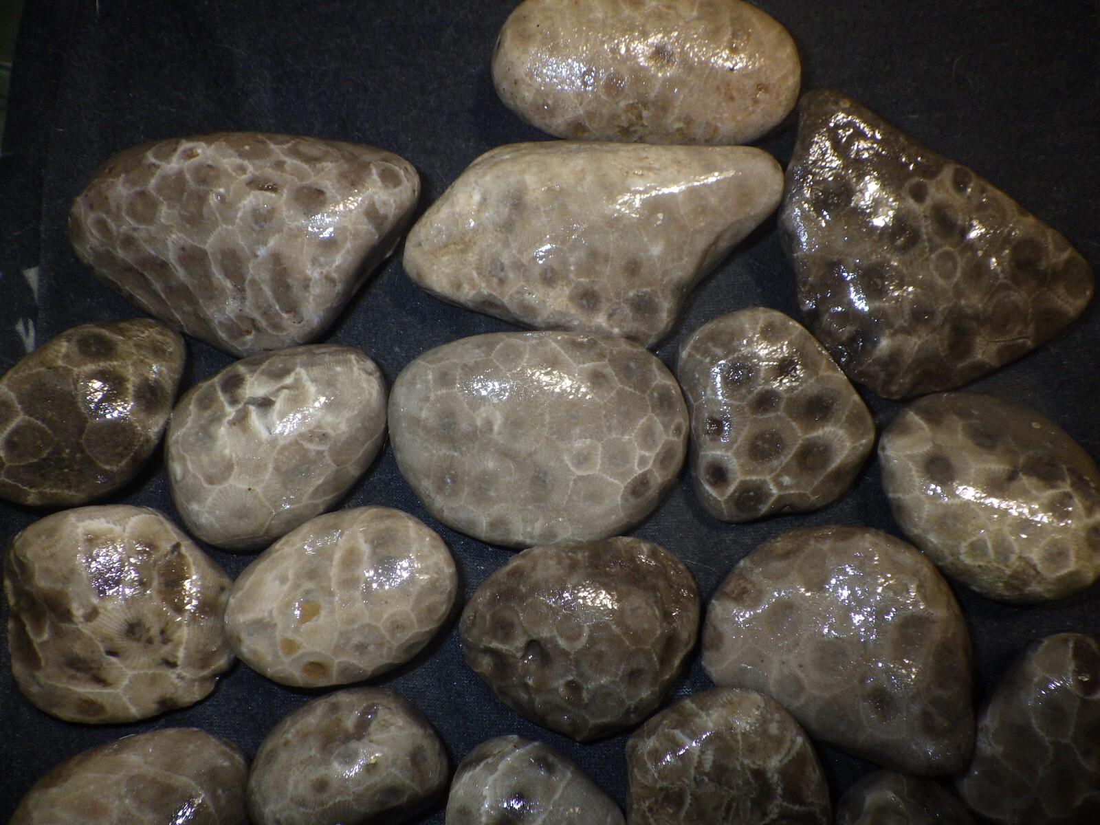 Unpolished Petoskey Stones 2lbs 8.0 oz