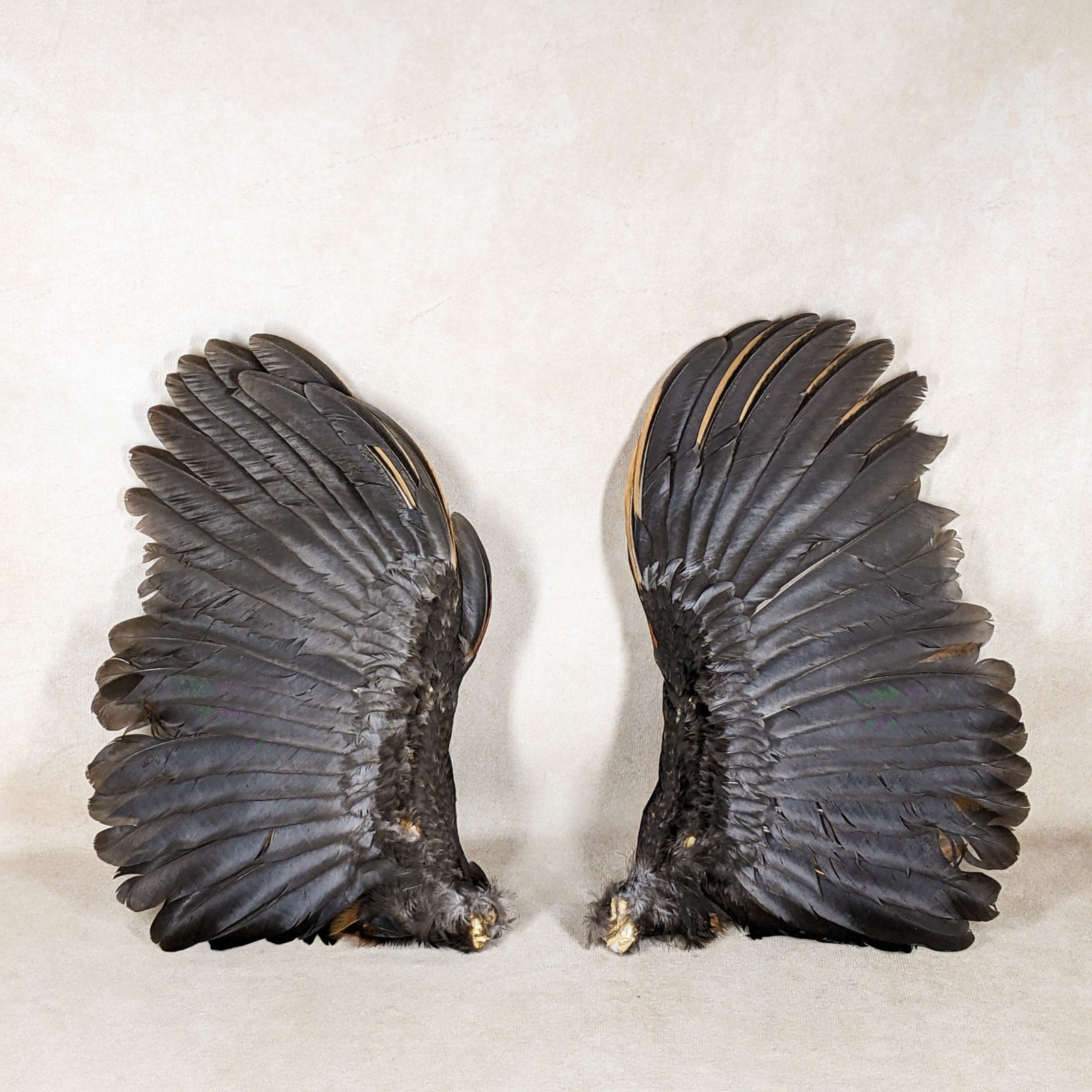 12" Chicken Rooster Bird Wings Taxidermy Oddity curiosities crafting gift decor