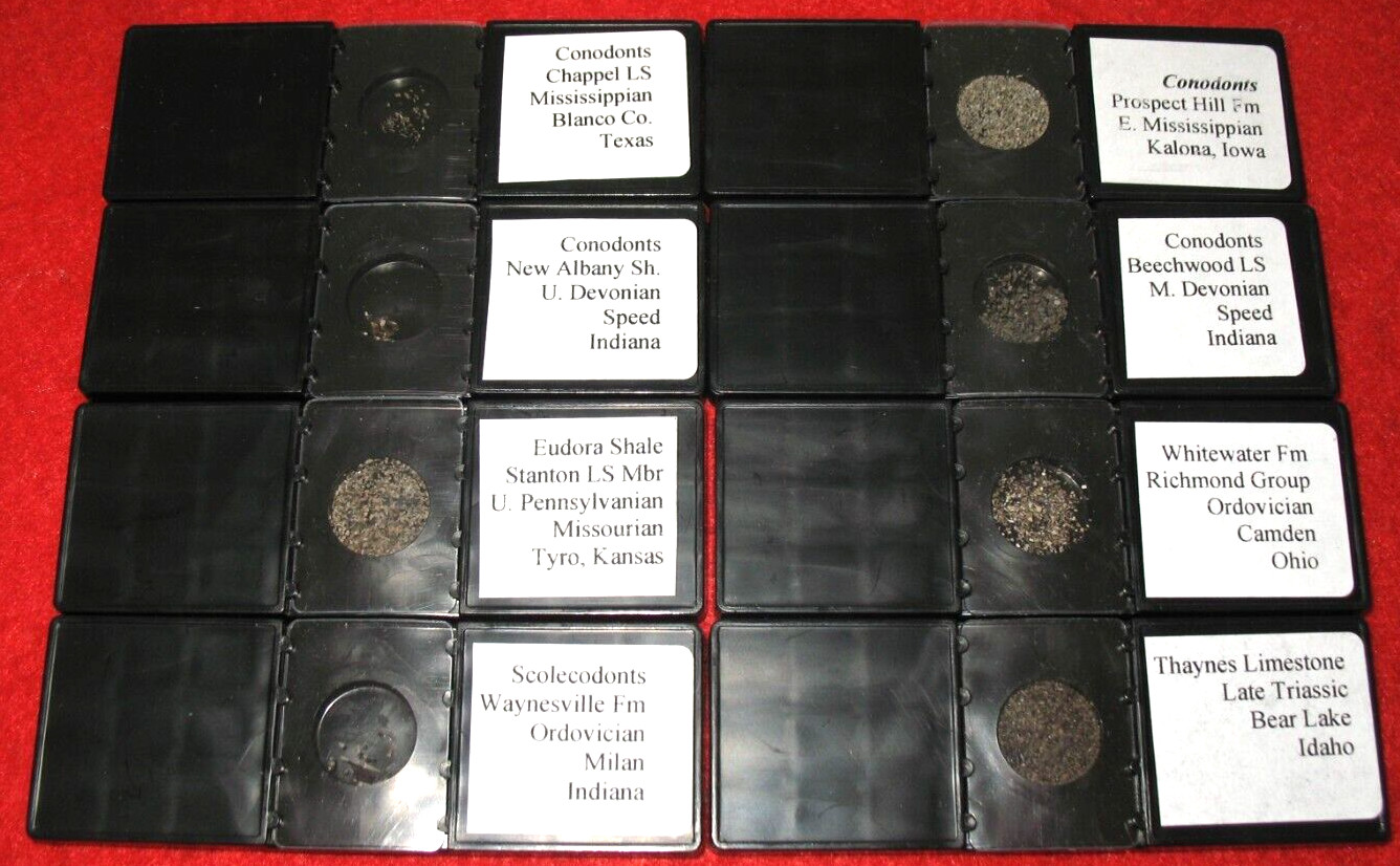 Ordovician to Triassic Conodont microfossil 8 slide collection rare fossils