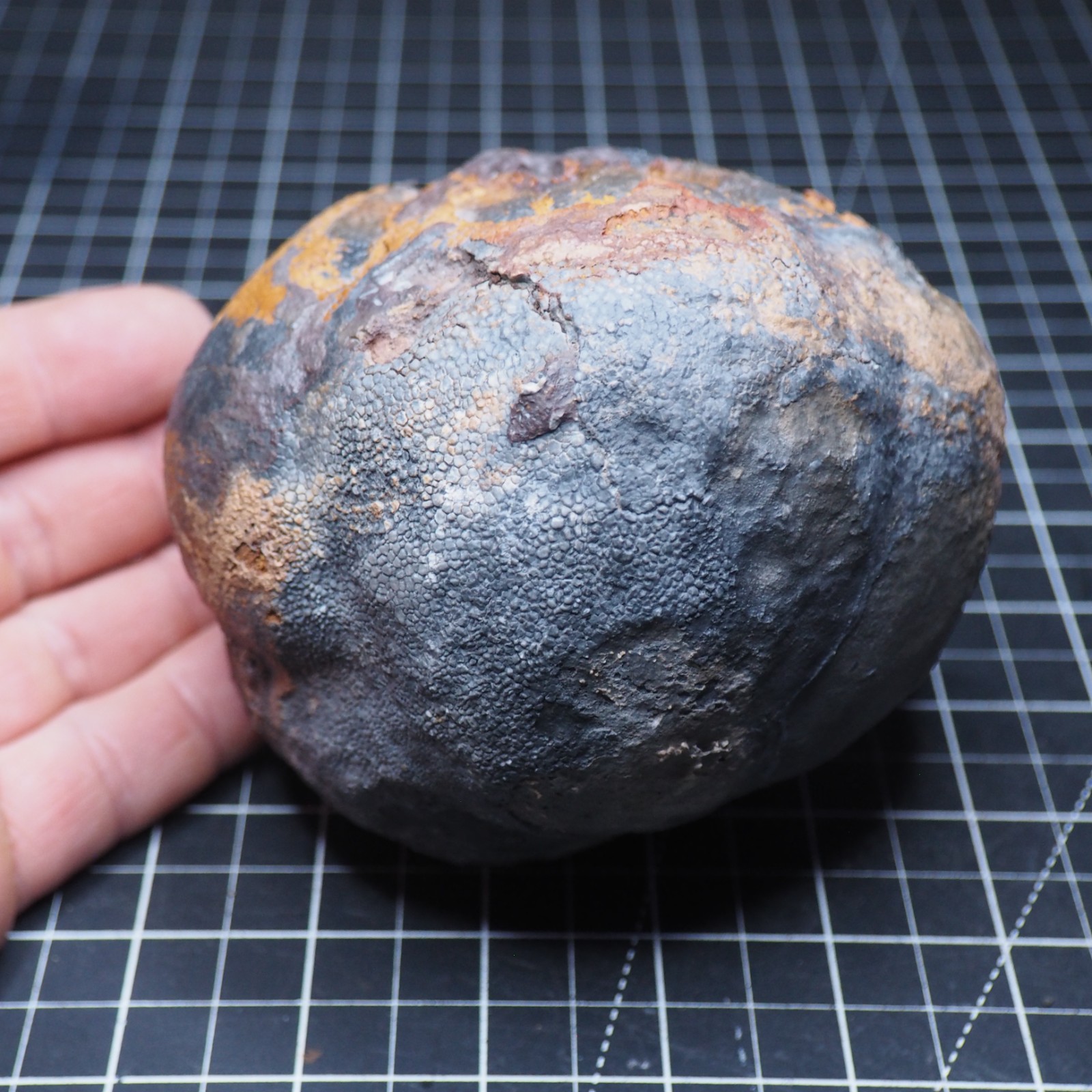 Large 1.8 kg Lobolith Scyphocrinites Crinoid Floating Devonian Fossil Morocco