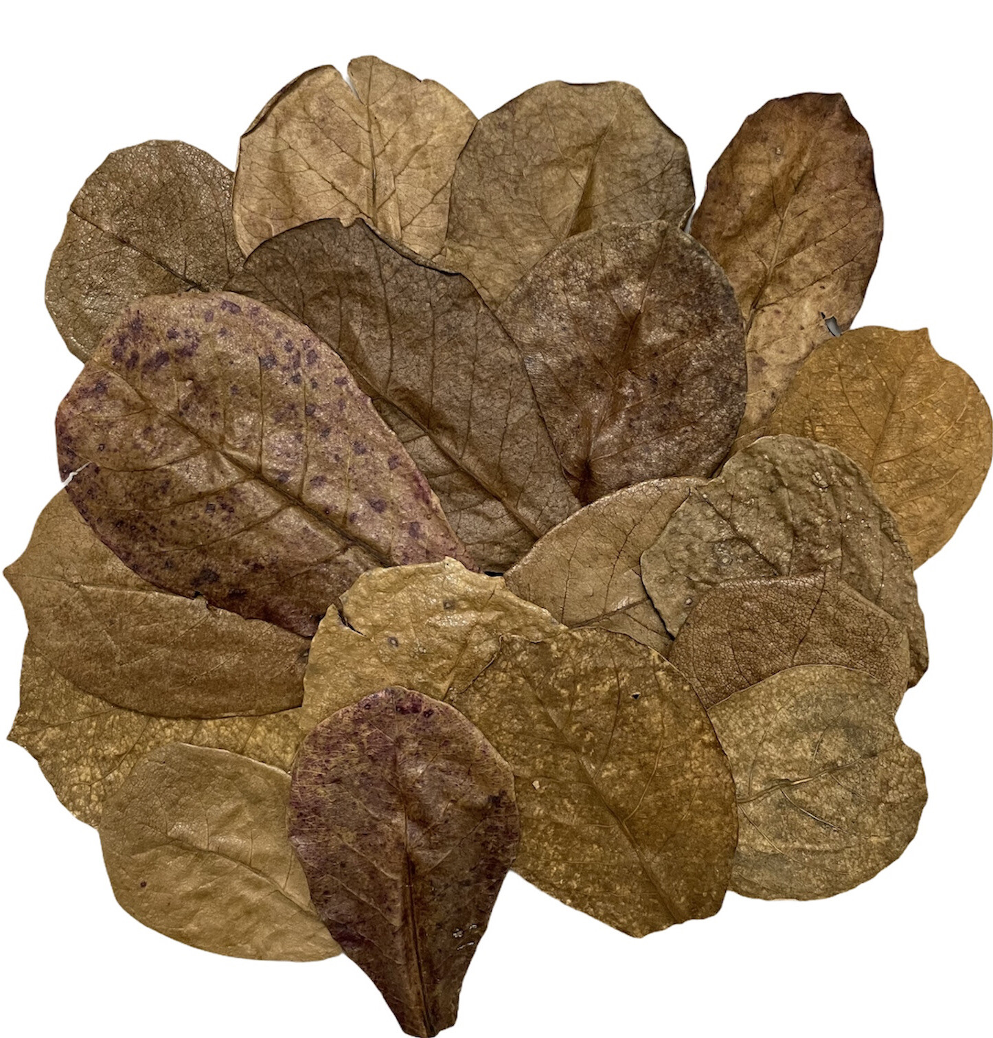 25 pcs Small Indian Catappa Almond Leaves IAL For Betta, Shrimps, Reptiles