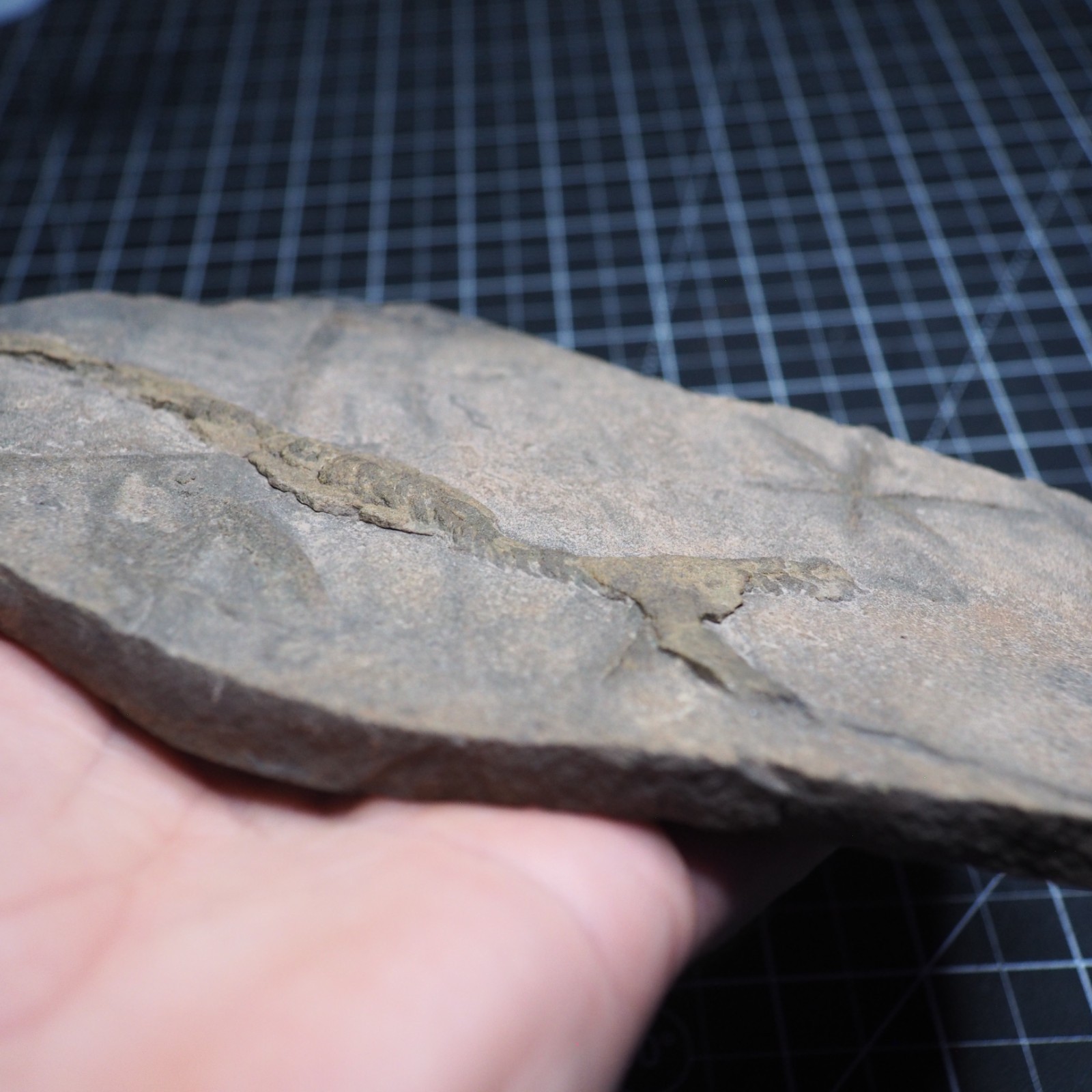 Trilobite Trace Fossil Cruziana Feeding Track Ordovician Morocco Star Trace