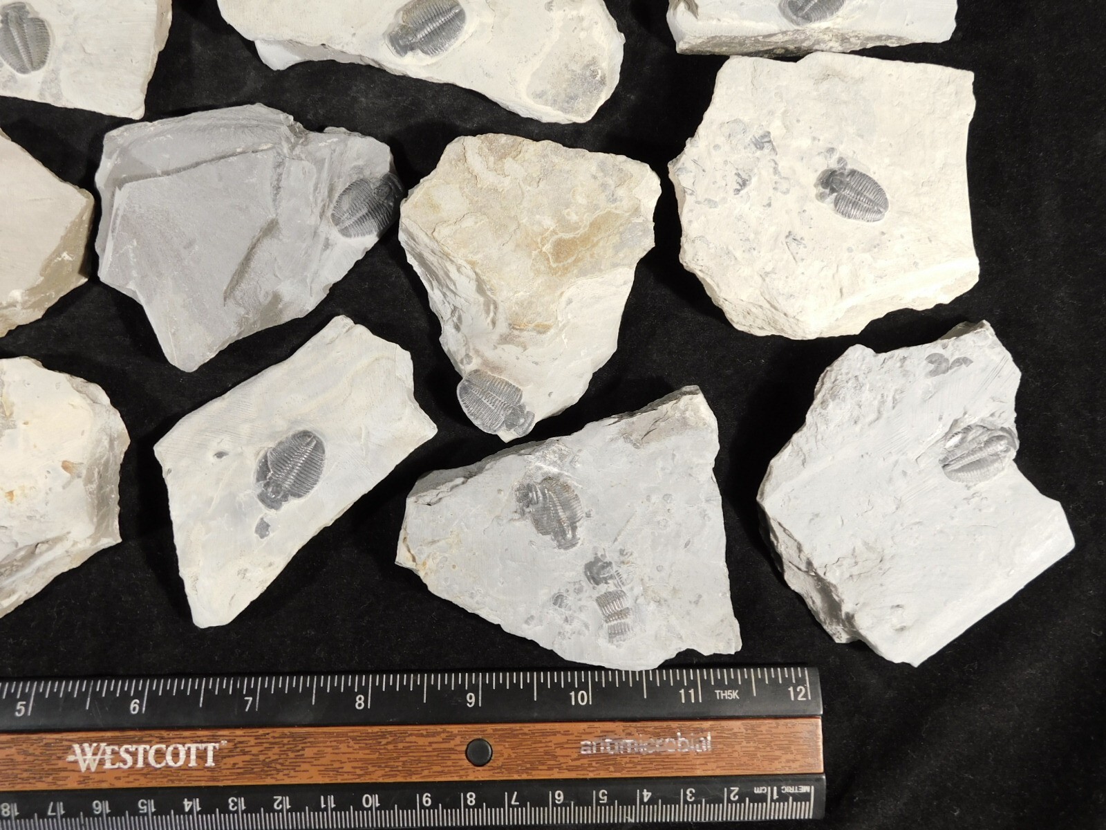 Small 100% Natural Elrathia TRILOBITE Fossil From Cambrian Utah