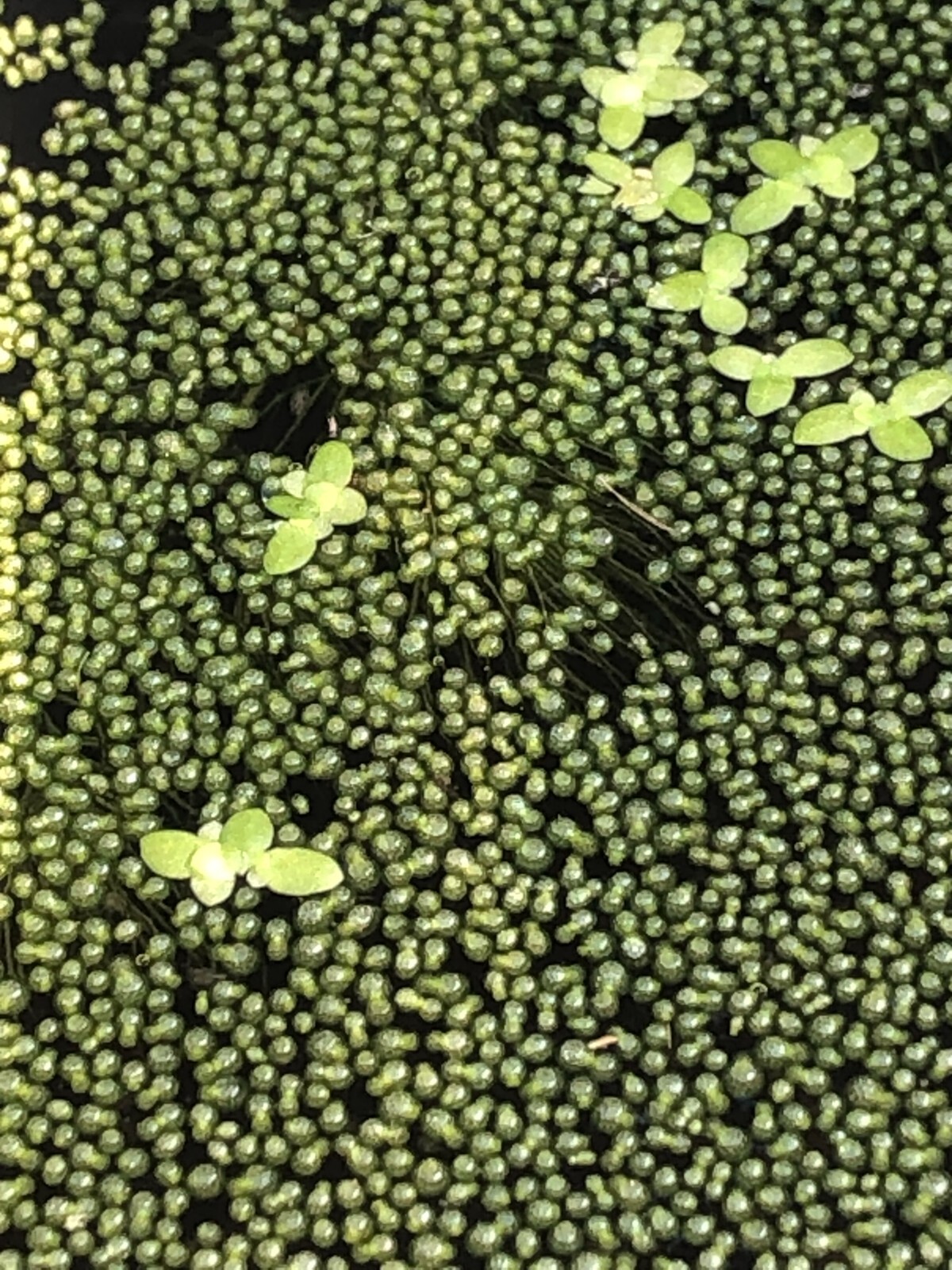 200 beads Wolffia sp. smallest flowering plant on earth, Floating, sustainable