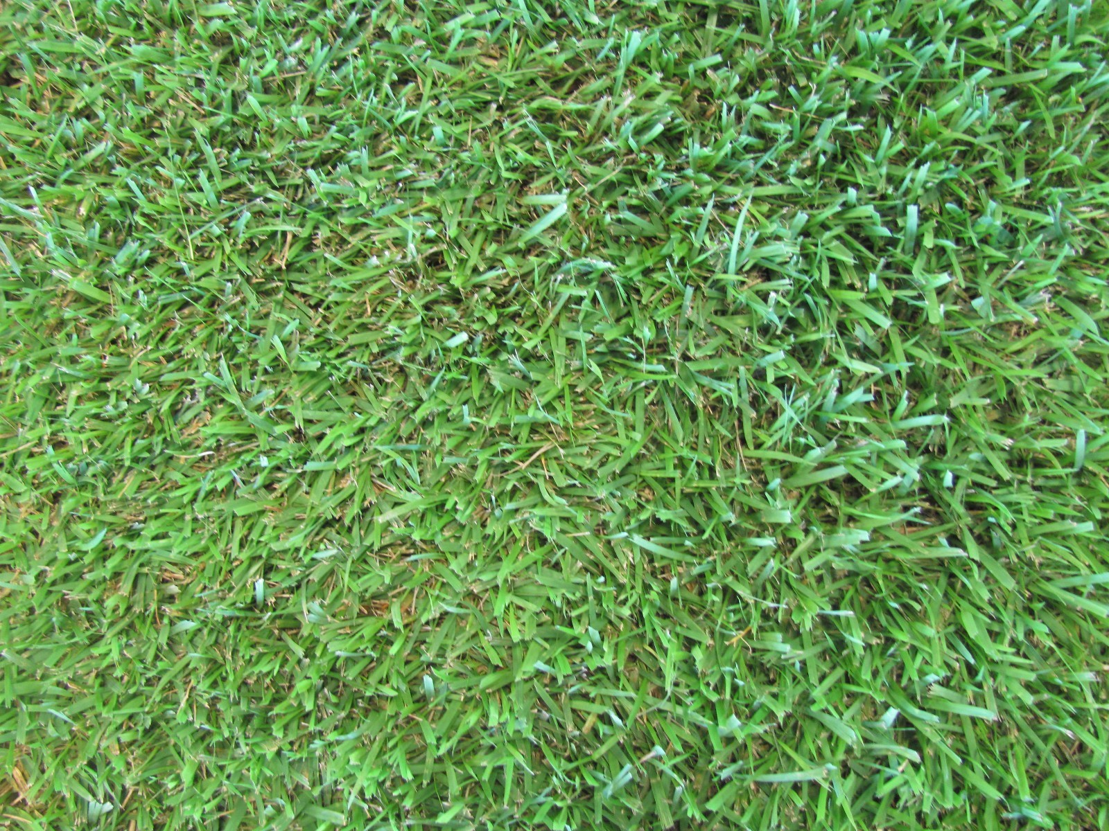 Zoysia Grass Plugs TWO TRAYS = 100 Plugs FREE SHIPPING Order Zoysia Lawn Now