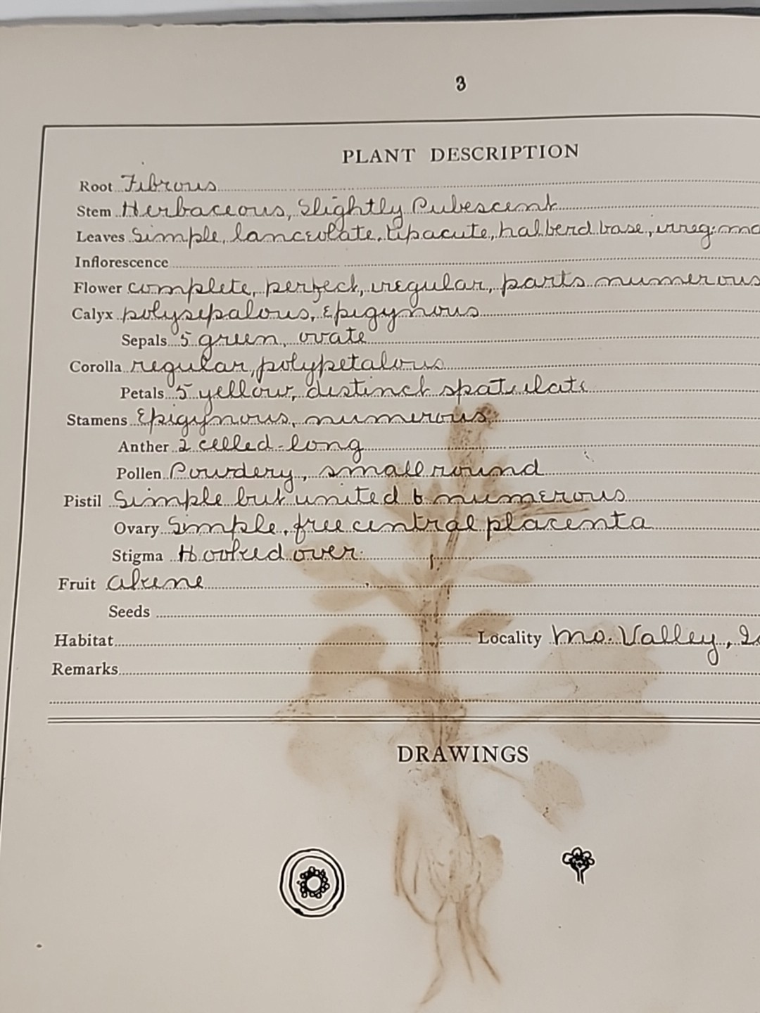 Antique HERBARIUM AND PLANT DESCRIPTIONS Meier Ginn And Company Complete 1907