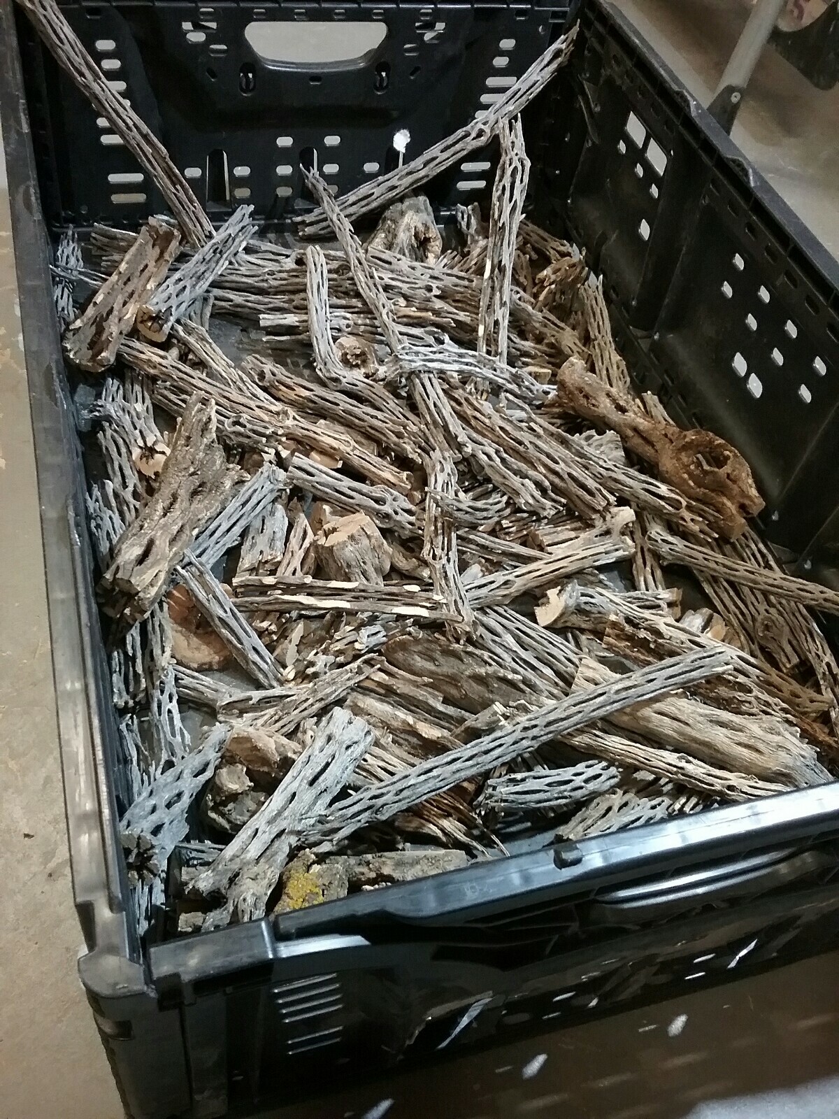 2+ LBS CHOLLA Wood CUTOFFS | Whole Pieces Split Halves Bits | Aquarium, Crafts