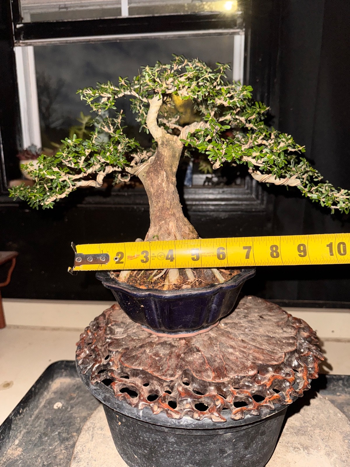 Desmodium, Vietnamese Blue Bell. Flowers Bonsai, Fragrant.