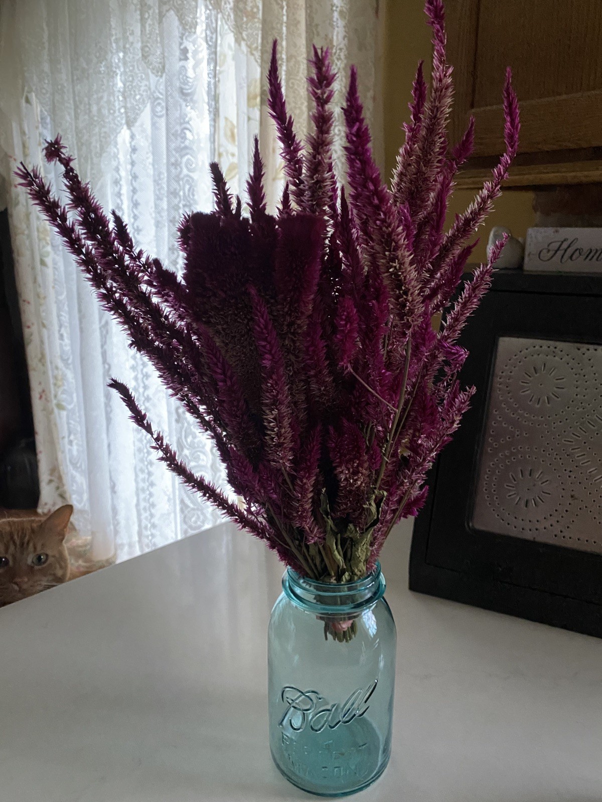 Pencil CELOSIA * Ruby Parfait * Dried Flowers Bunch BOUQUET Bundle * USA
