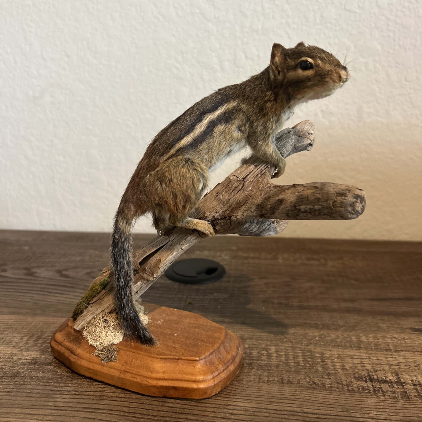 Chipmunk On Base ~ Taxidermy