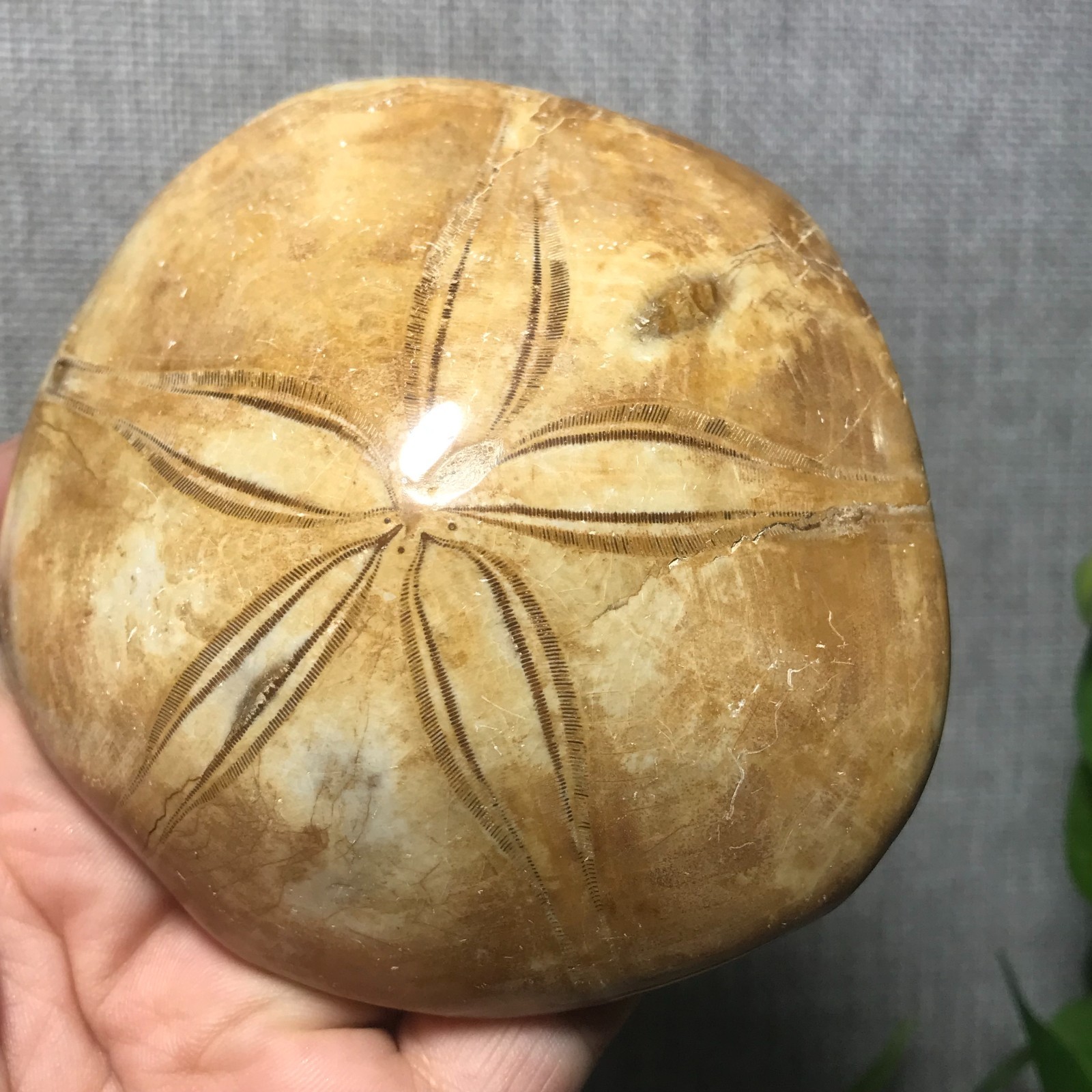 229g Starfish Crystal Specimen 08