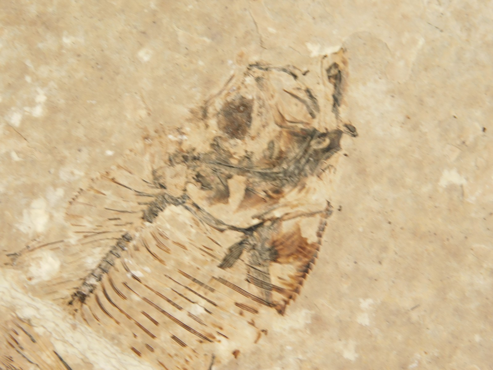 Rock AQUARIUM THREE! 100% Natural Knightia FISH Fossils From Wyoming! 291gr