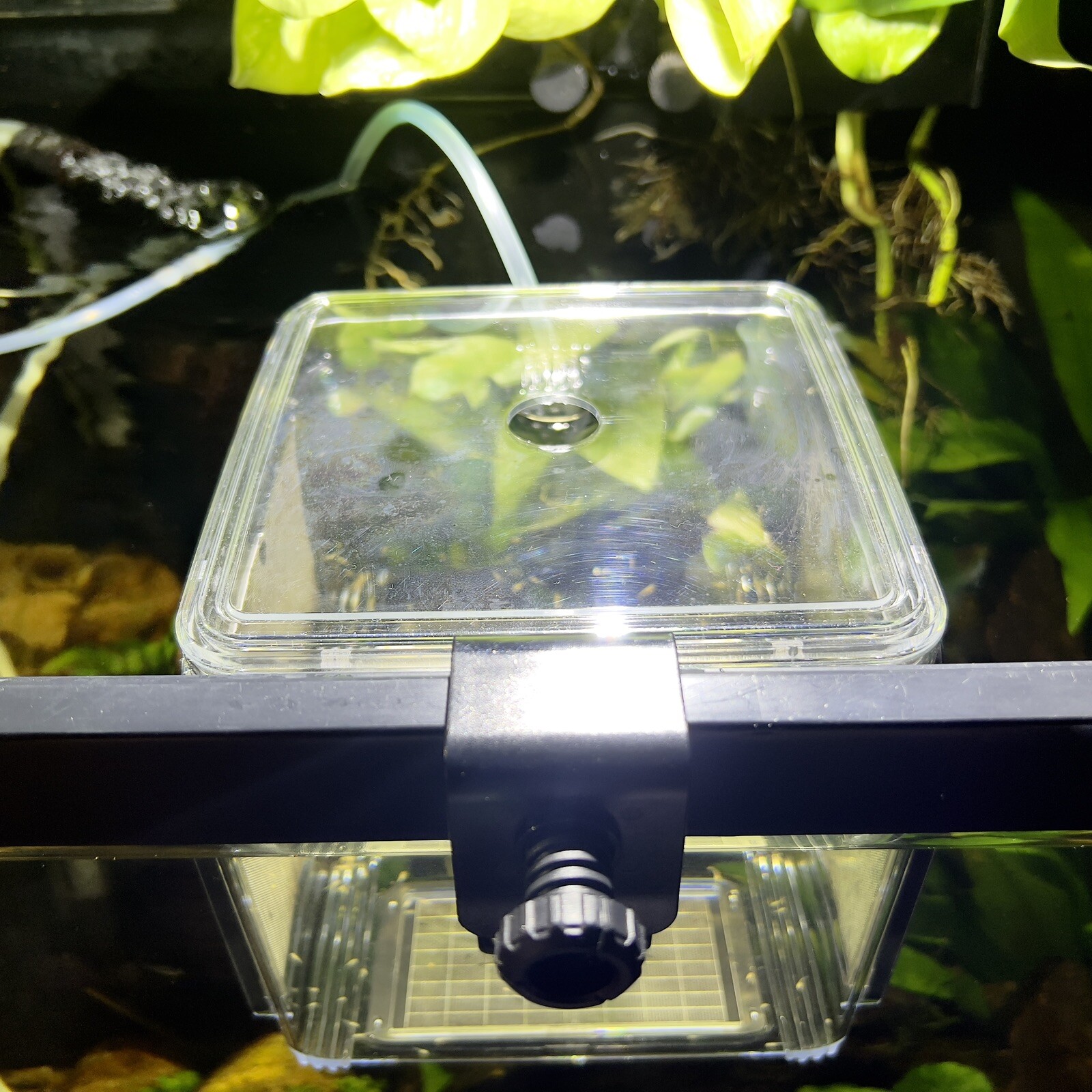 Fish Breeder Box Hatchery/Livebearer Hang-On Rimmed or Rimless Tank - FREE SHIP!