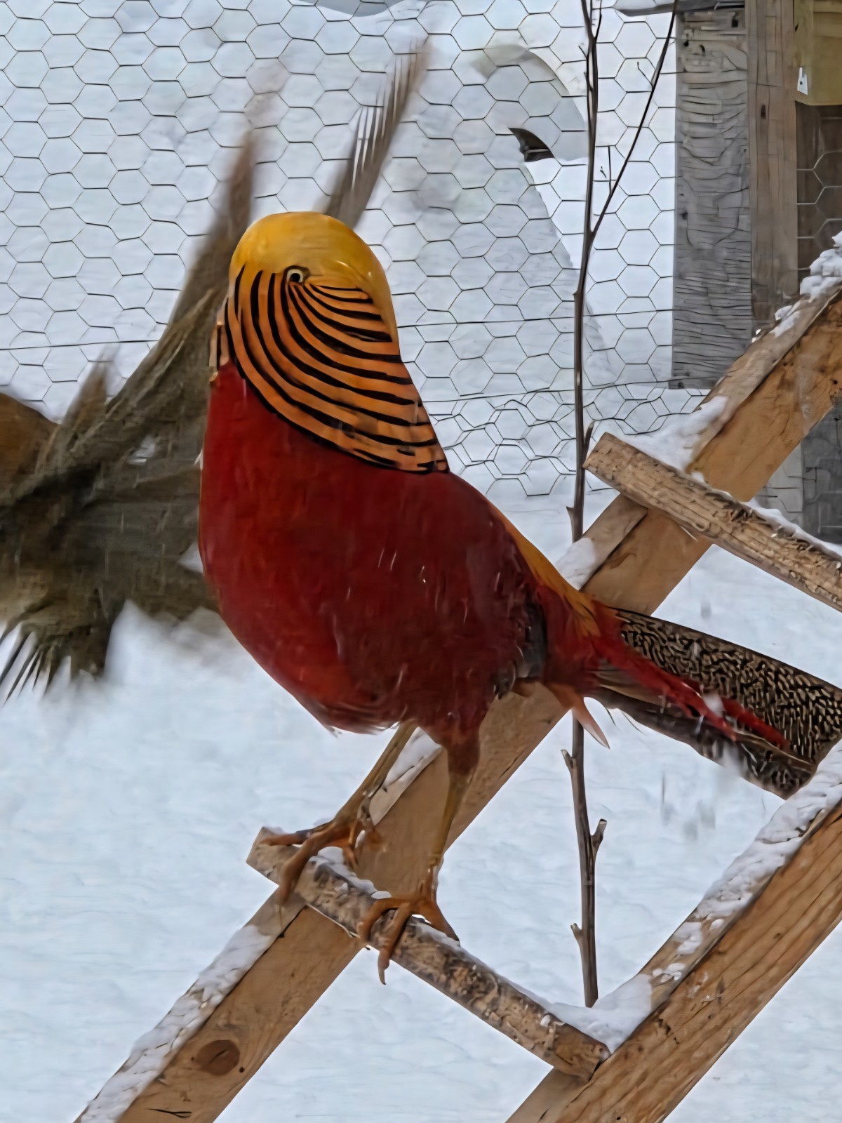 PRE-SALE 6+ Red Golden Pheasant Hatching Eggs NPIP April/May Ship