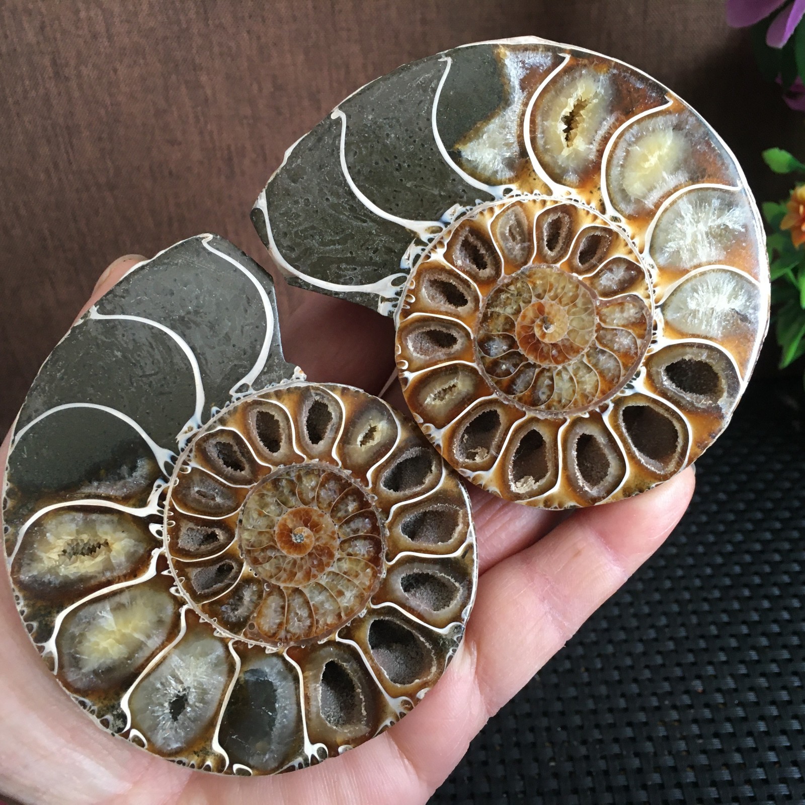 315g   polishing   1 pair of Split natural  Ammonite  Specimen   fb1030