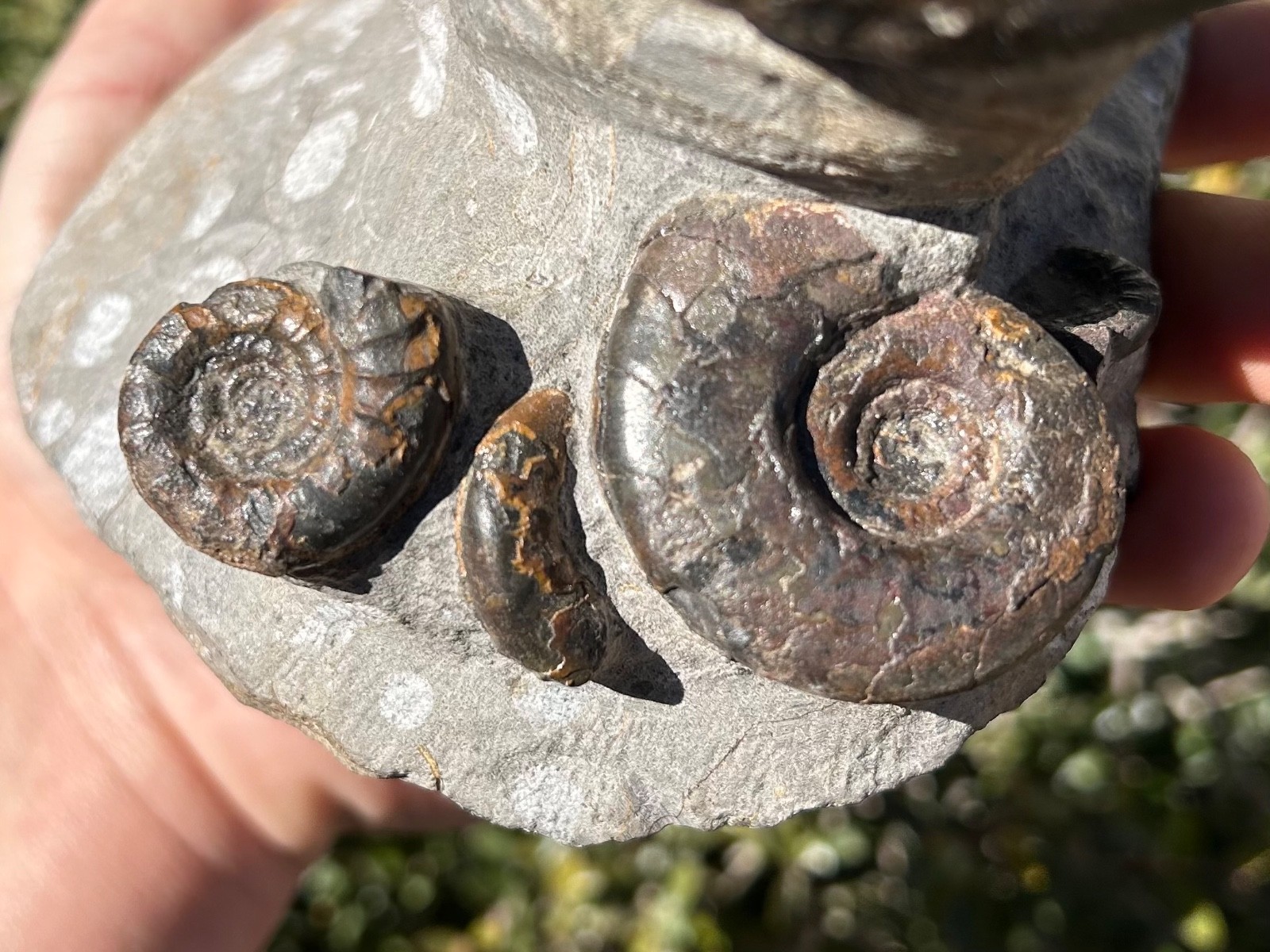 Devonian Fossil Ammonites Multi Plate Matrix Cluster Morocco 5.09”
