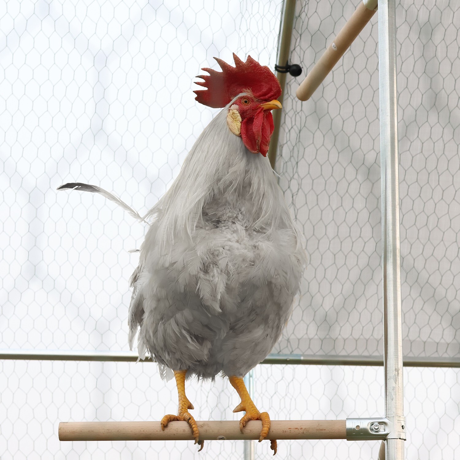10x10ft Chicken Coop Run Cage Metal Hen House Playpen Enclosures w/Roosting Rack