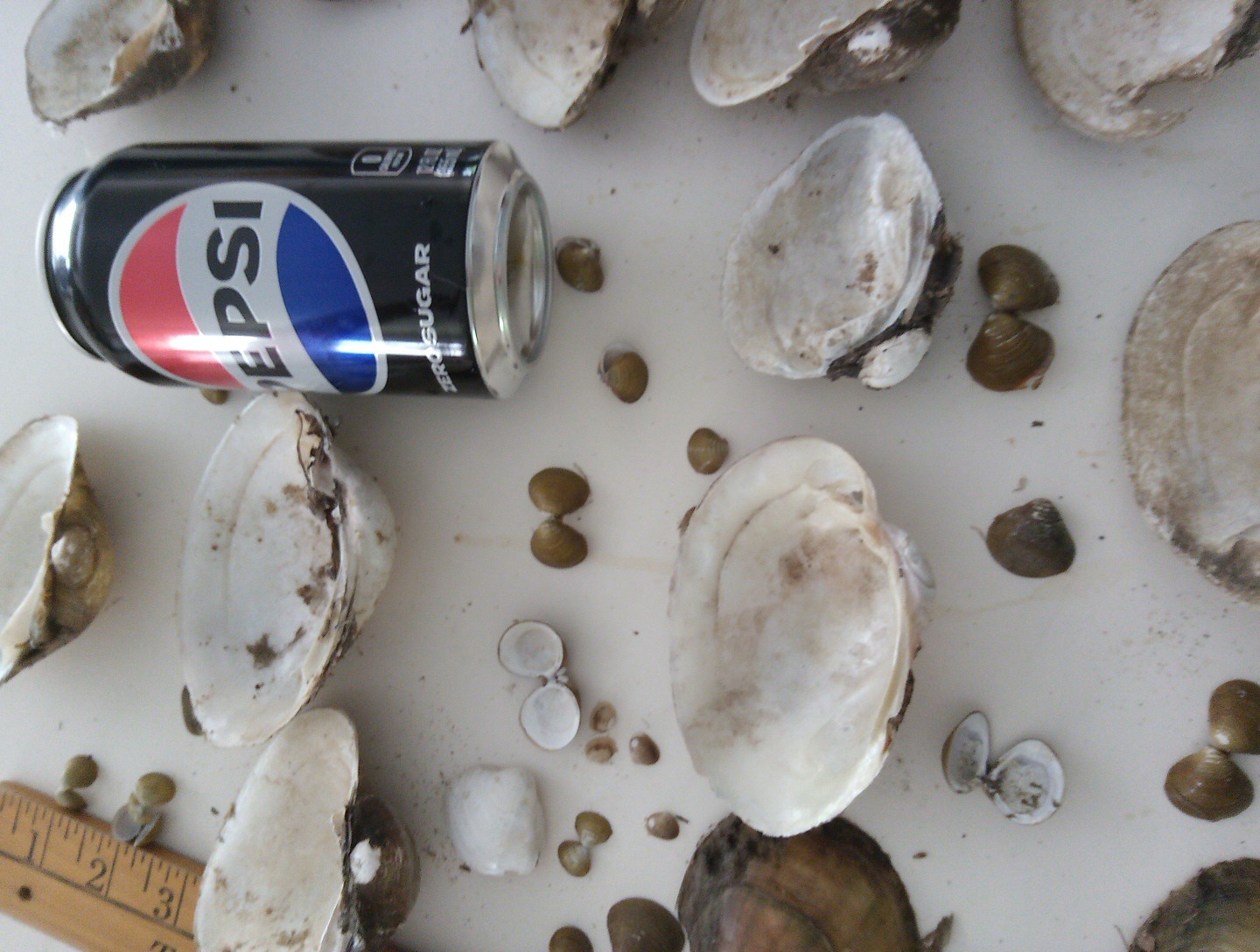 Lot Of Mississippi River Clam Shells,Mother of Pearl,Crafts,Aquariums