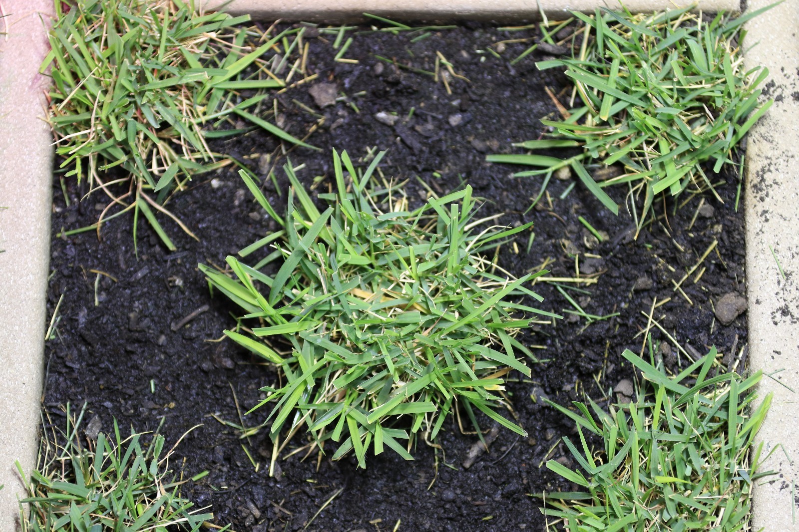 Zoysia Grass Plugs TWO TRAYS = 100 Plugs FREE SHIPPING Order Zoysia Lawn Now