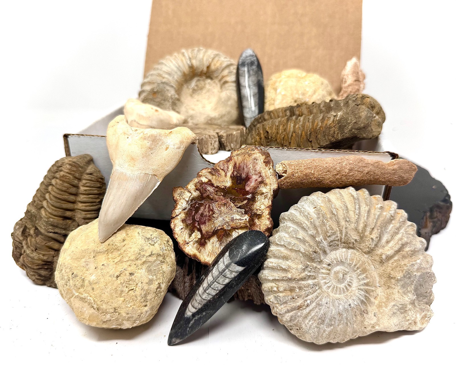 Fossil & Mineral Gift Box - Ammonite, Trilobite, Shark Tooth, Fulgurite & More!