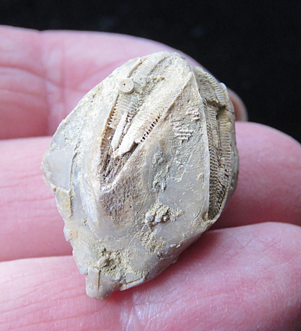 Blastoid Echioderm Fossil- 1"-Pyriformis pentremites- Merrill, Kentucky
