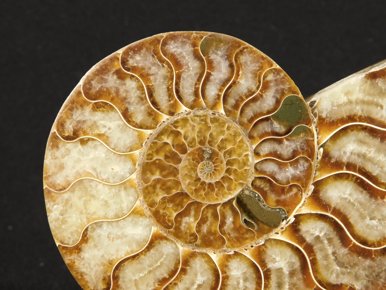 Larger! Cut and Polished AAA Cleoniceras AMMONITE Fossil From Madagascar 149gr