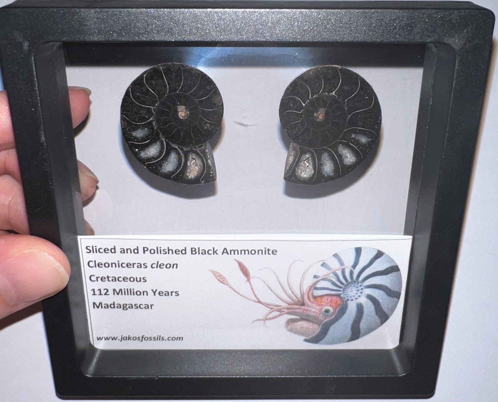 SUPER RARE Sliced Framed BLACK AMMONITE Lot Dinosaur Era Fossil One Per Order