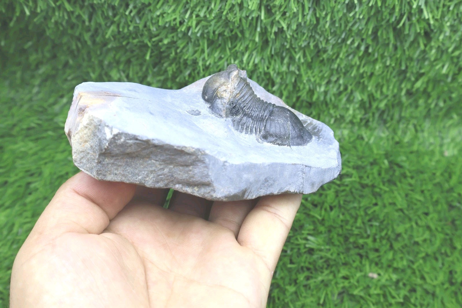 Trilobite Paralejurus trilobite fossil Devonian trilobite from Moroccan Fossil