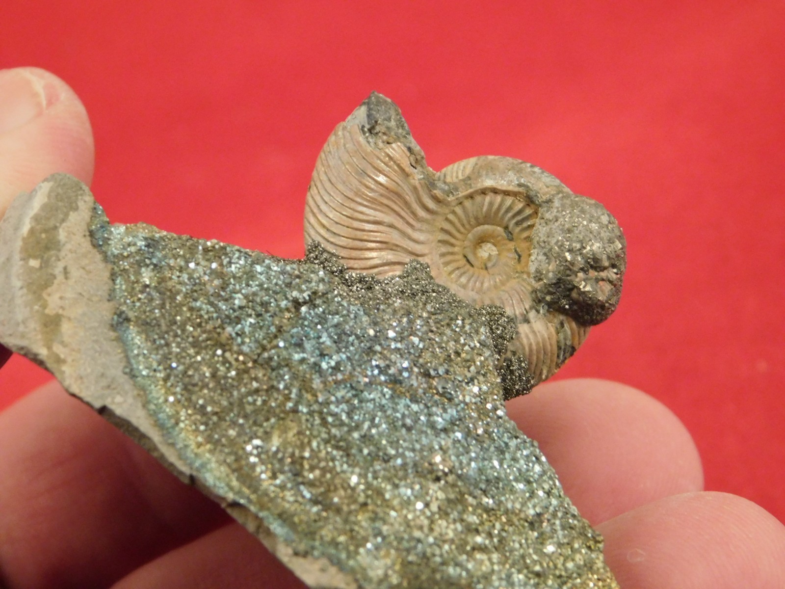 IRIDESCENT AMMONITE Fossil on Rainbow PYRITE! Volga River Saratov Russia 68.8gr