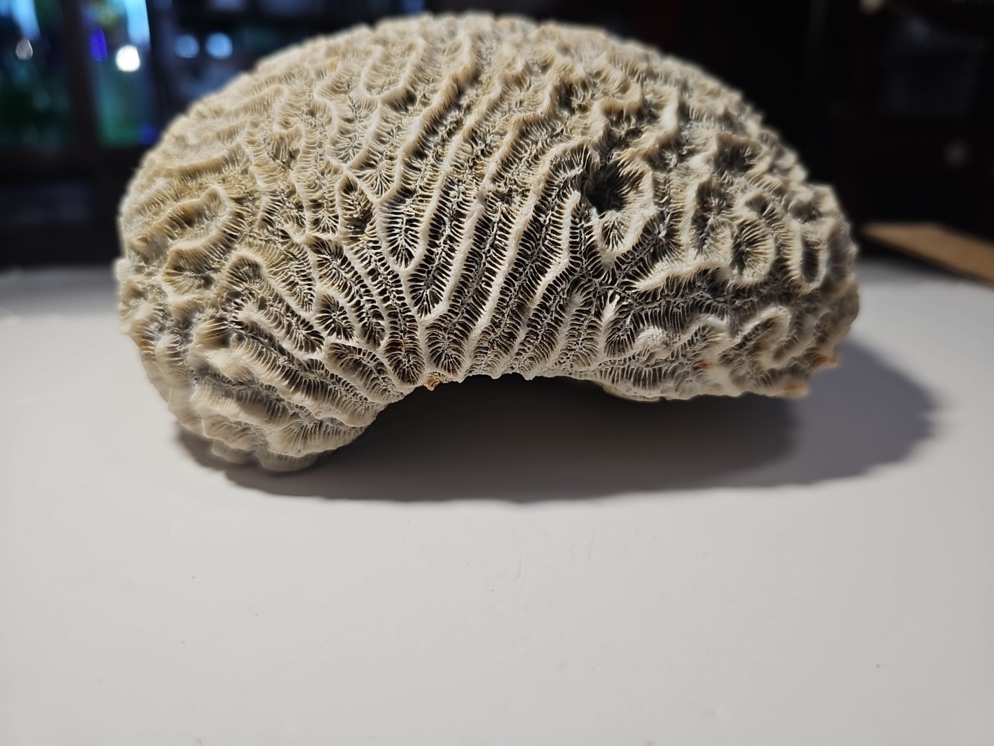 Fossilized Brain Coral, Diploria Labyrinthiformis 6+ inches