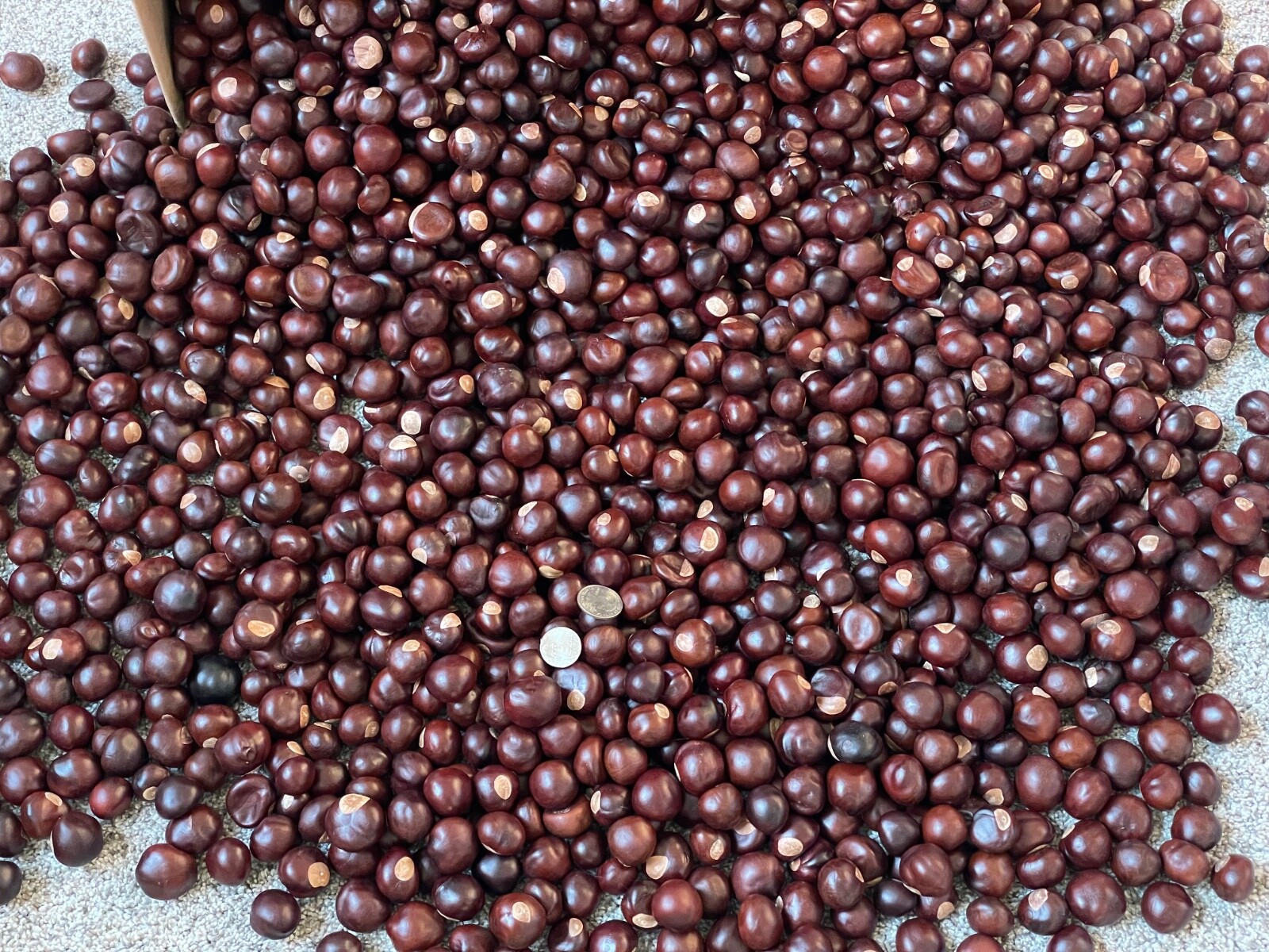 Buckeye Nuts 2024 All Sizes Nickel to Quarter from Central Ohio Dried