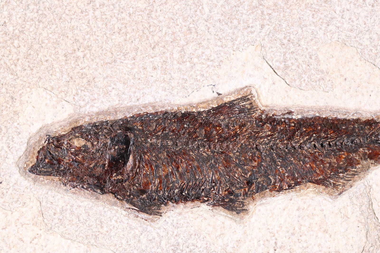 5.3" Knightia eocaena Fossil Fish Fossil Lake Green River Fm Wyoming COA 11627