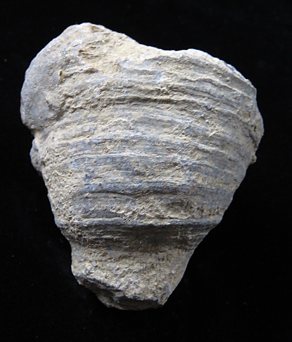 Horn Coral- Heliophyllum bali-2 3/4" x 2 1/4"- Devonian, Genesee County, NY