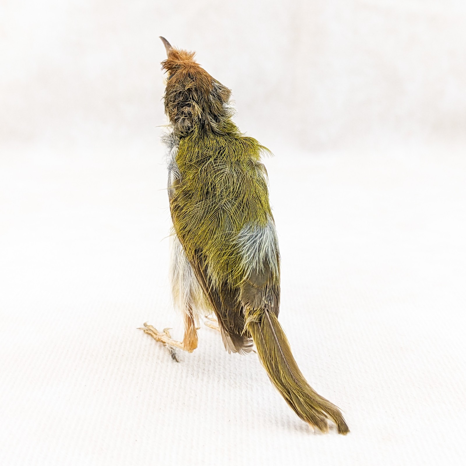 Ashy Tailor bird taxidermy Orthotomus ruficeps Bird Specimen oddities gift decor