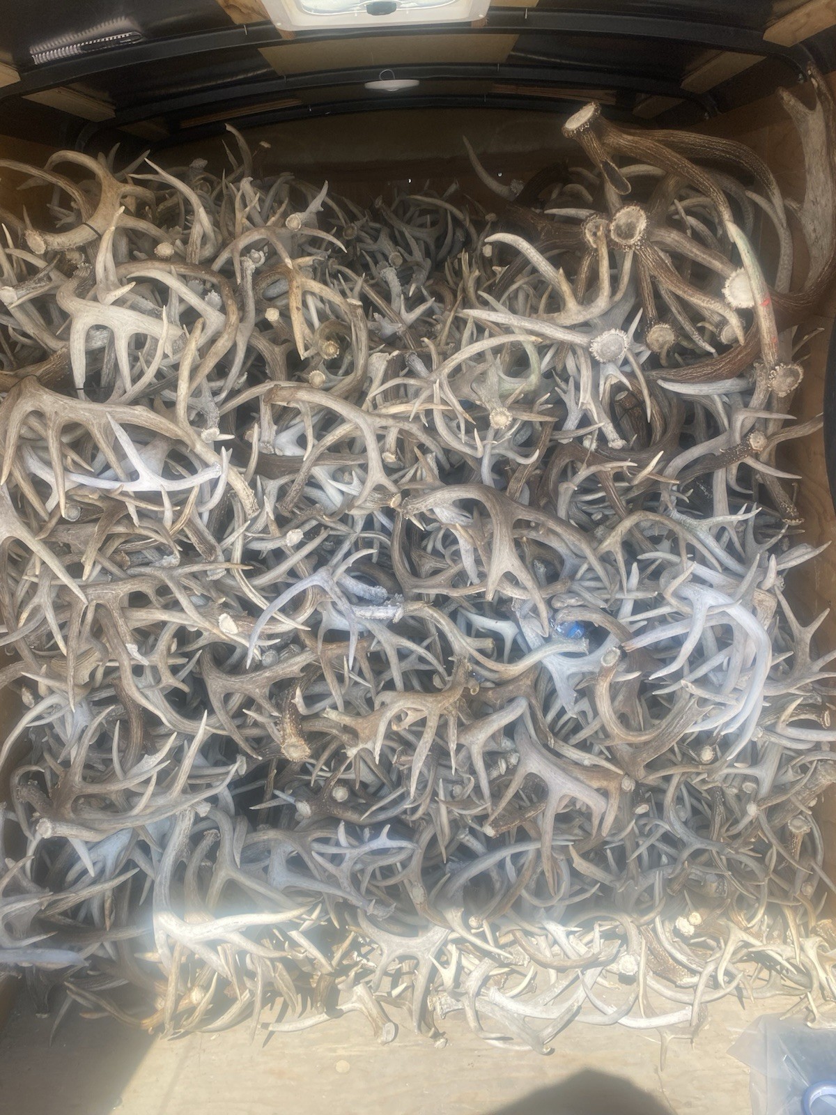 3, 5, 10 Pounds Bulk Whitetail / Mule Deer Antlers High Quality DOG CHEWS CRAFTS