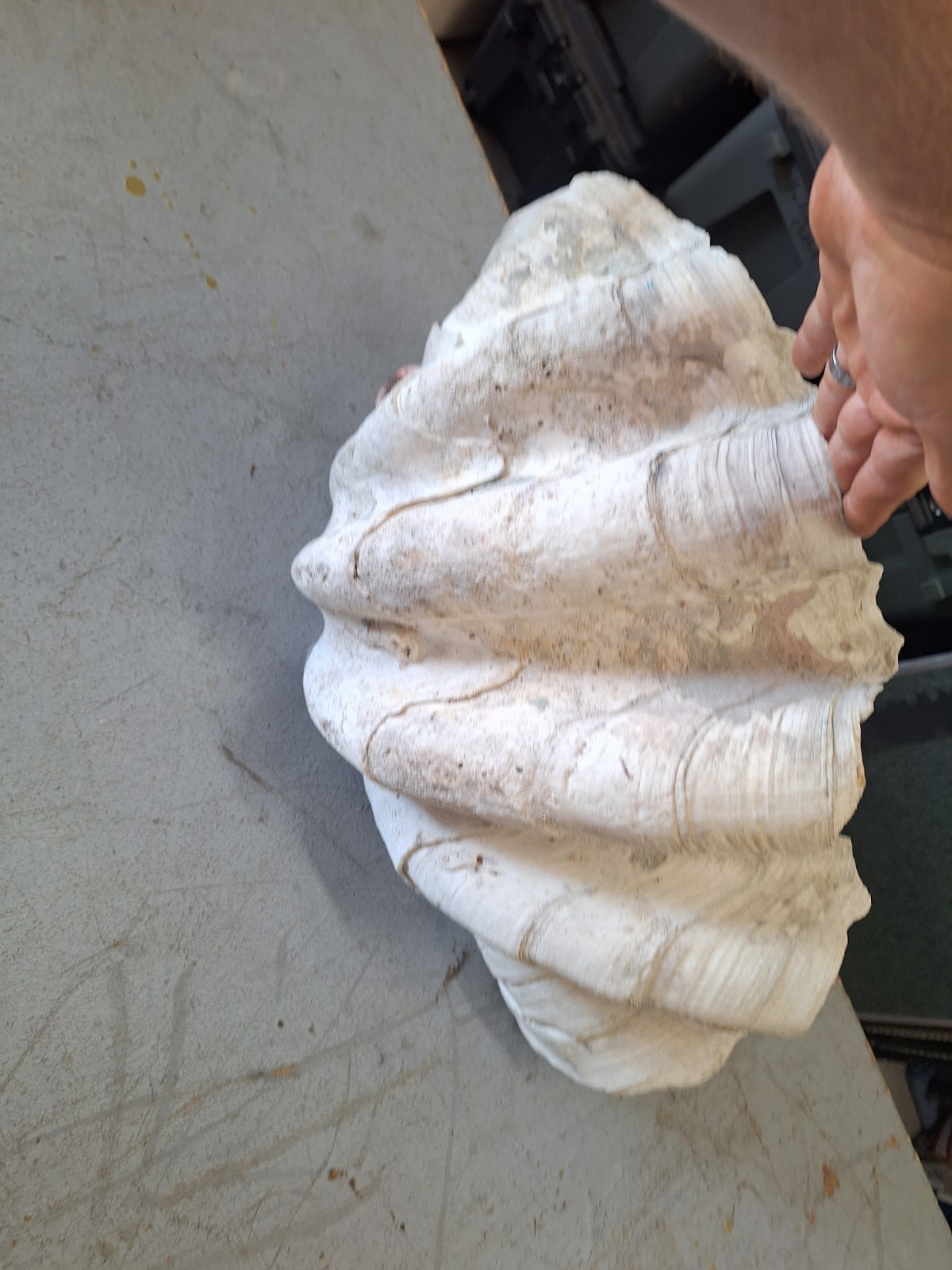 Giant Natural Clam Shell 23 Lbs 19-1/2” Wide Authentic Shell