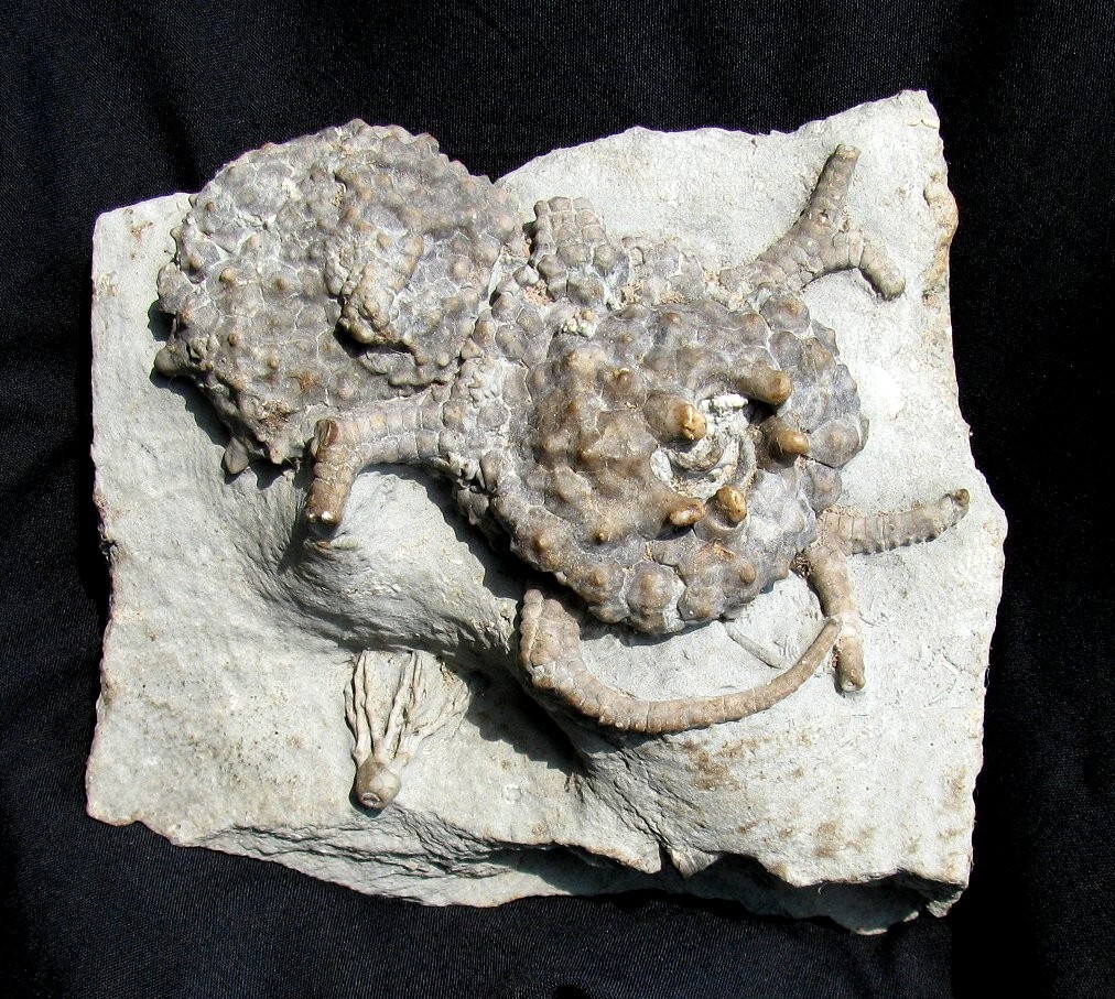 VERY NICE DOUBLE GILBERTSOCRINUS DISPANSUS CRINOID FOSSIL FROM CRAWFORDSVILLE!