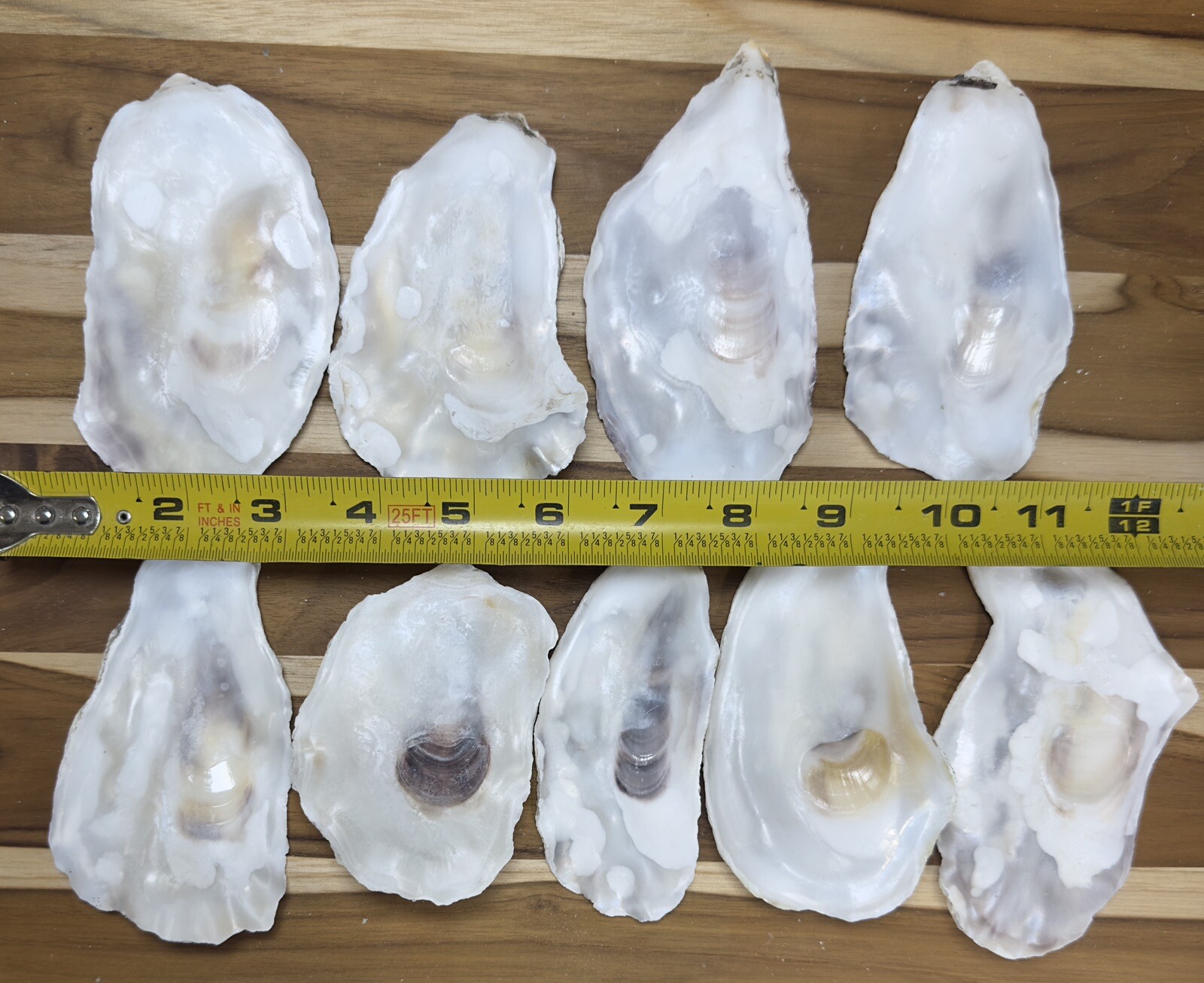 180 Oyster Shells Flat Side 3-4.5” Bulk Clean No Smell Art Jewelry Dish
