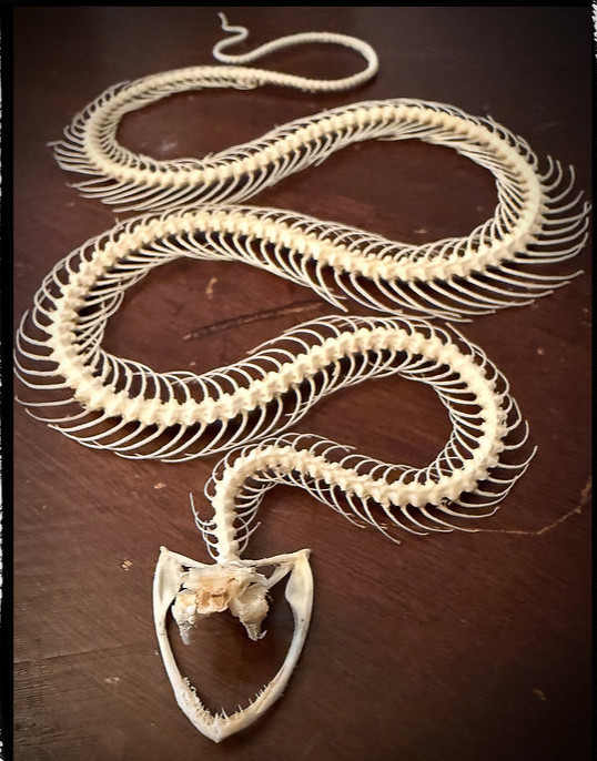 Preserved Snake Skeleton - White-Lipped Pit Viper - Real Snake - Oddities - Goth