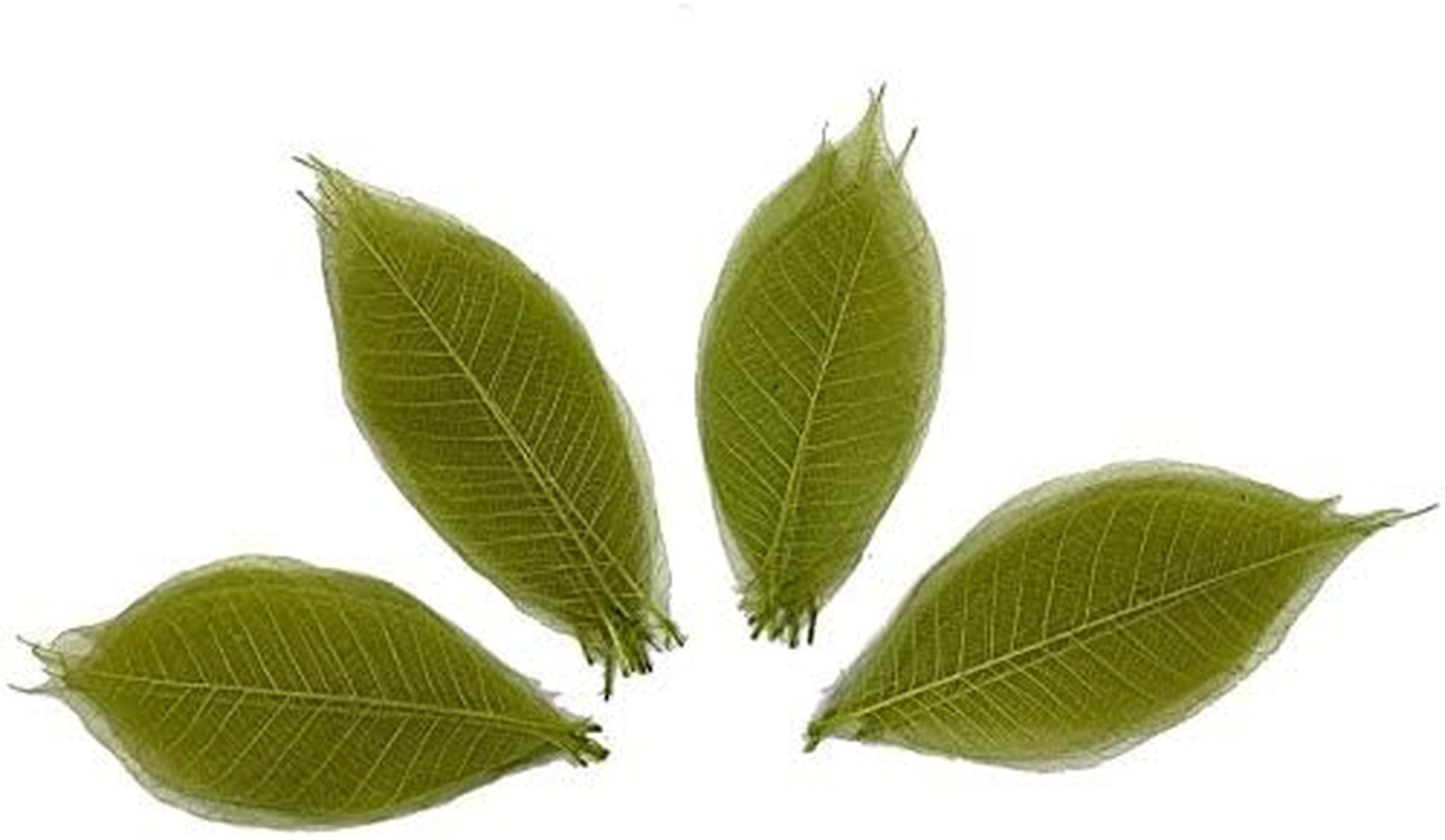 100 Pcs 4-5 Inch Olive Green Skeleton Leaves Rubber Tree Natural Scrapbook Cr...