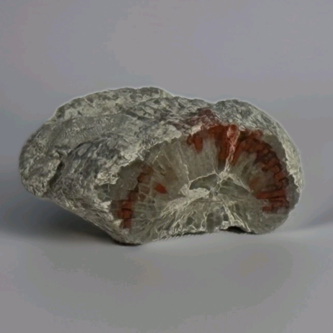 ~28 grs Polished Red Horn Coral Riley's Canyon, Utah Fossil Rugosa / display cab