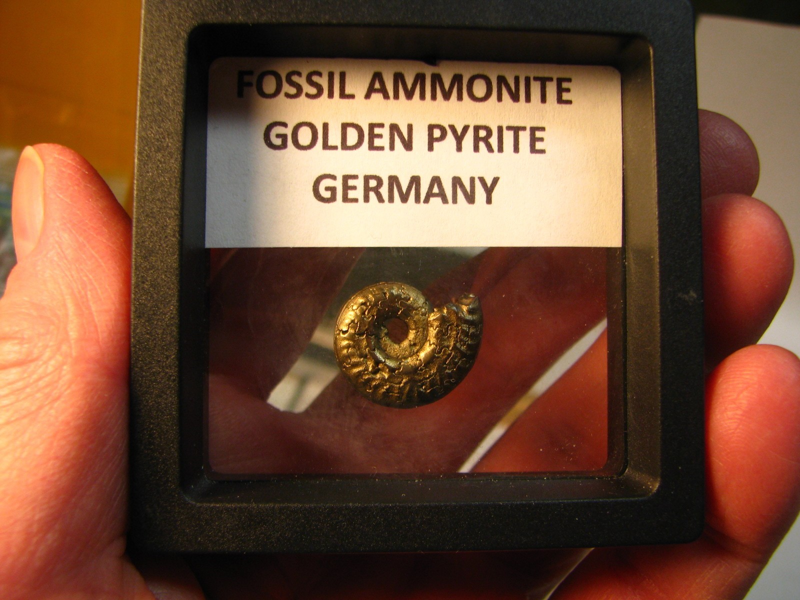20mm GOLDEN PYRITE AMMONITE FOSSIL THUMBNAIL IN DISPLAY CASE RARE GERMANY #351