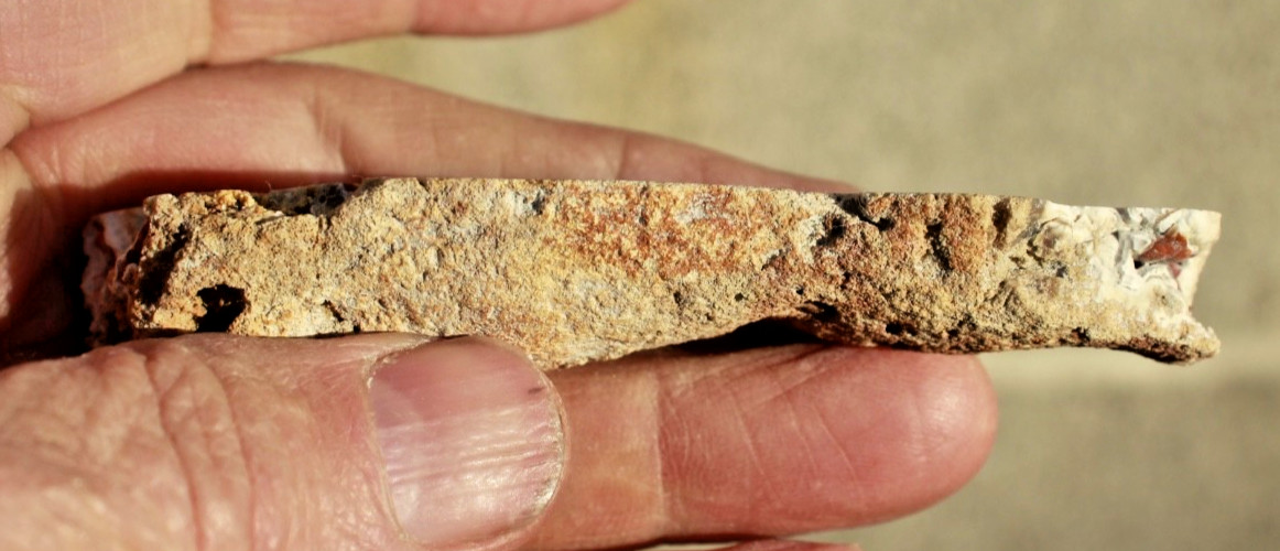 Polished Tampa Bay Fossil Coral Half • 4.0" Long/1.5 oz.
