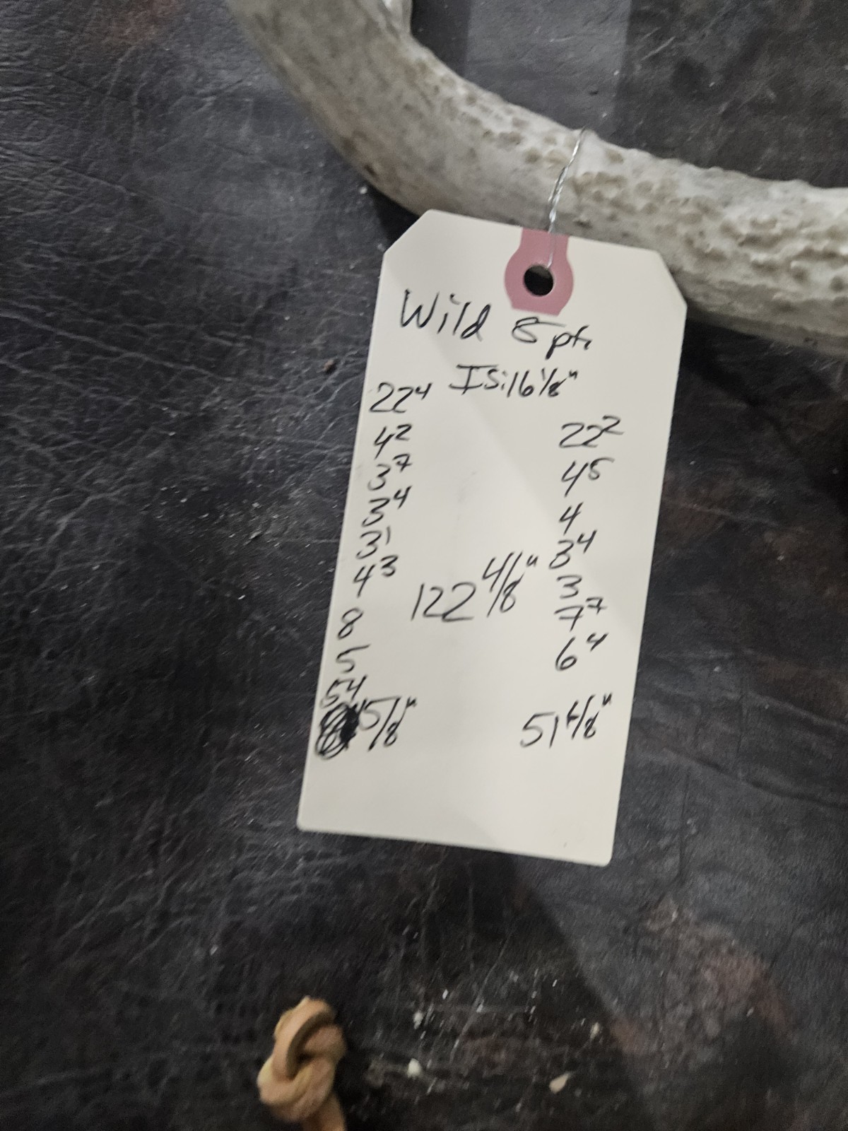 Wild 8 Point Whitetail Deer Antler Rack Horn European Skull Mount Man Cave 122"